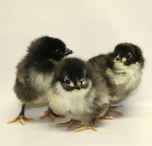 Best Layers are these Black Australorp Pullets
These Birds lay 364 Eggs per year
Get em now at High Gun Ranch  661-238-8103