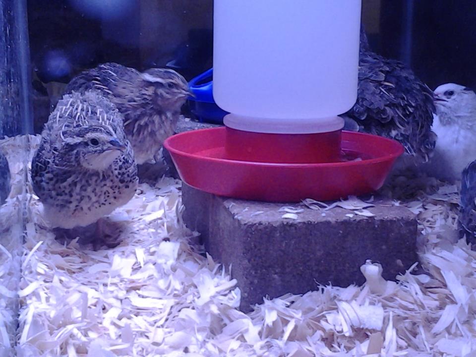 Best picture I could get of one of our males and females in the same shot facing me.  Camera shy birdies!
