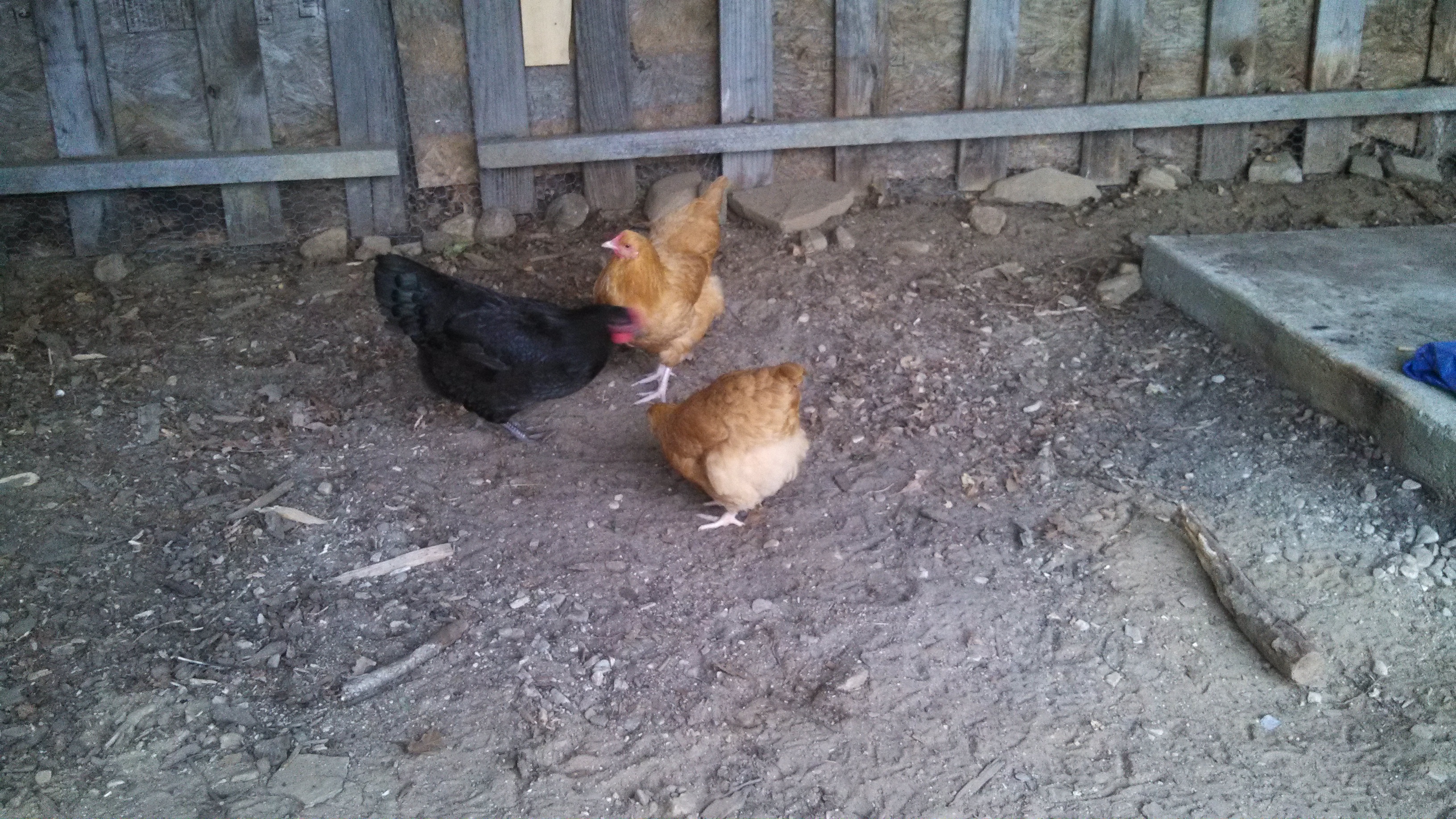 Bestie, Fluffy and Helen (Reddy).