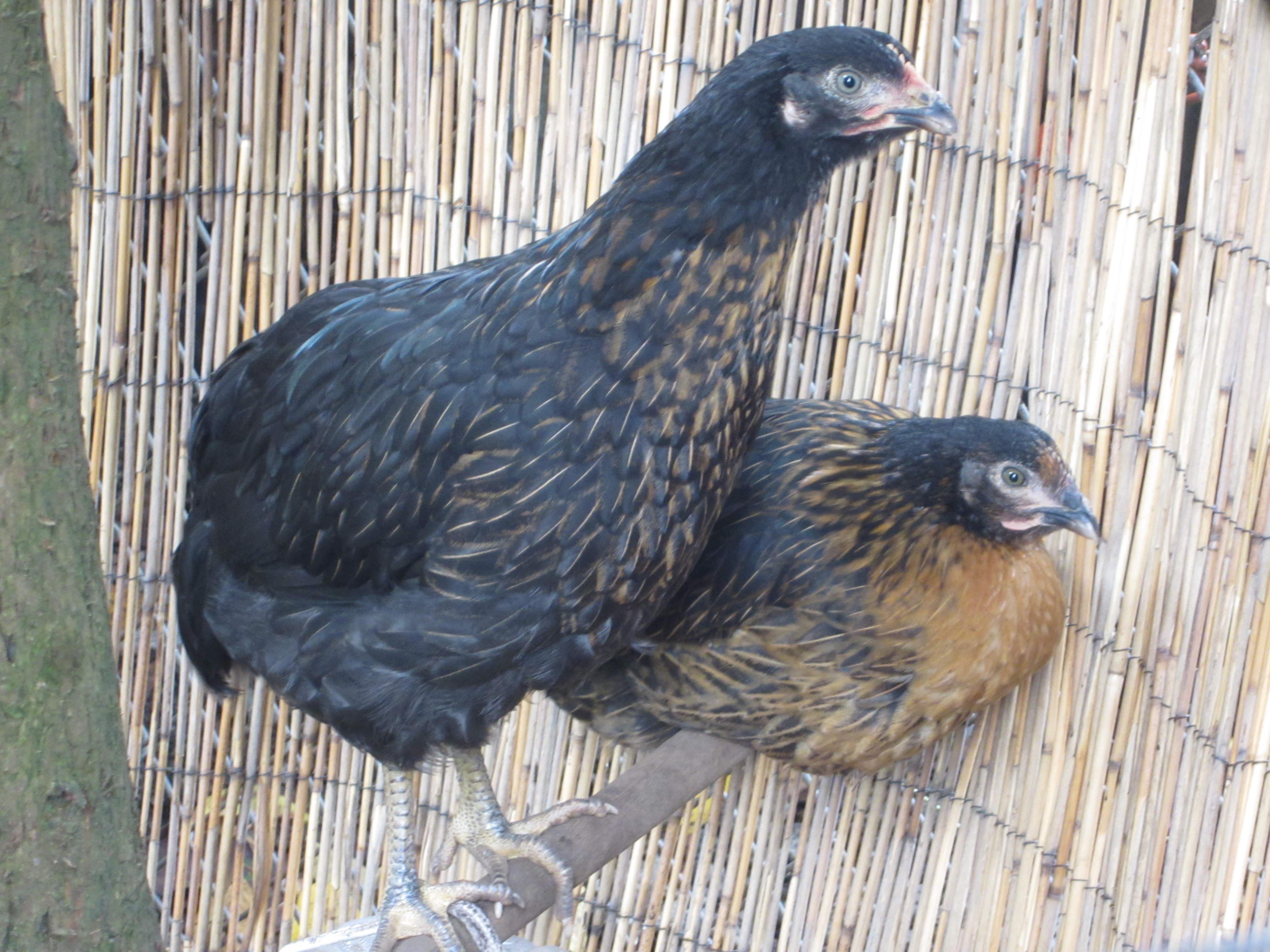 Betelgeuse and Nova getting bigger!