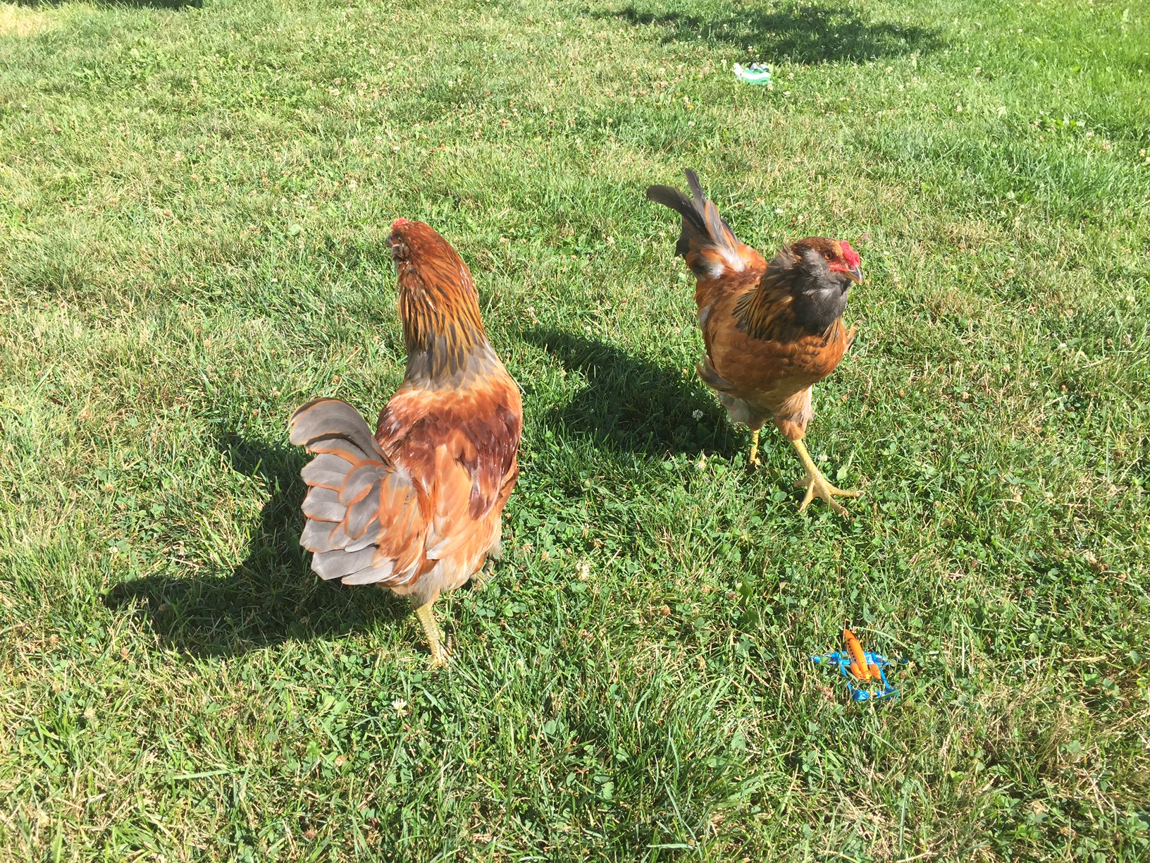 Betsy and Caroline ended up being Bill and Charlie. Too bad, they were good birds.