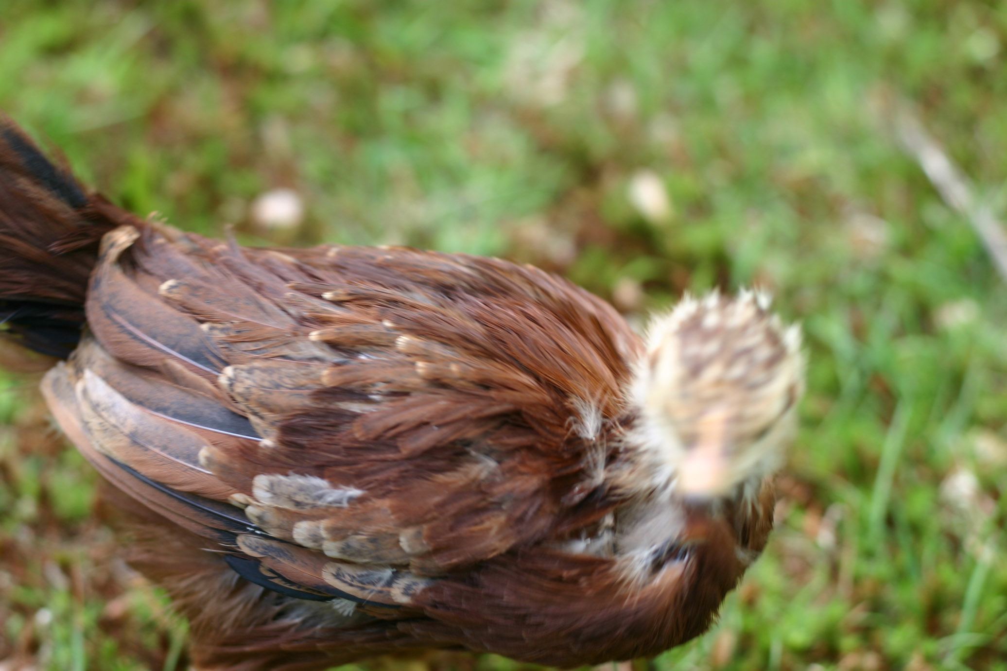 Betsy wrestles a maple seed