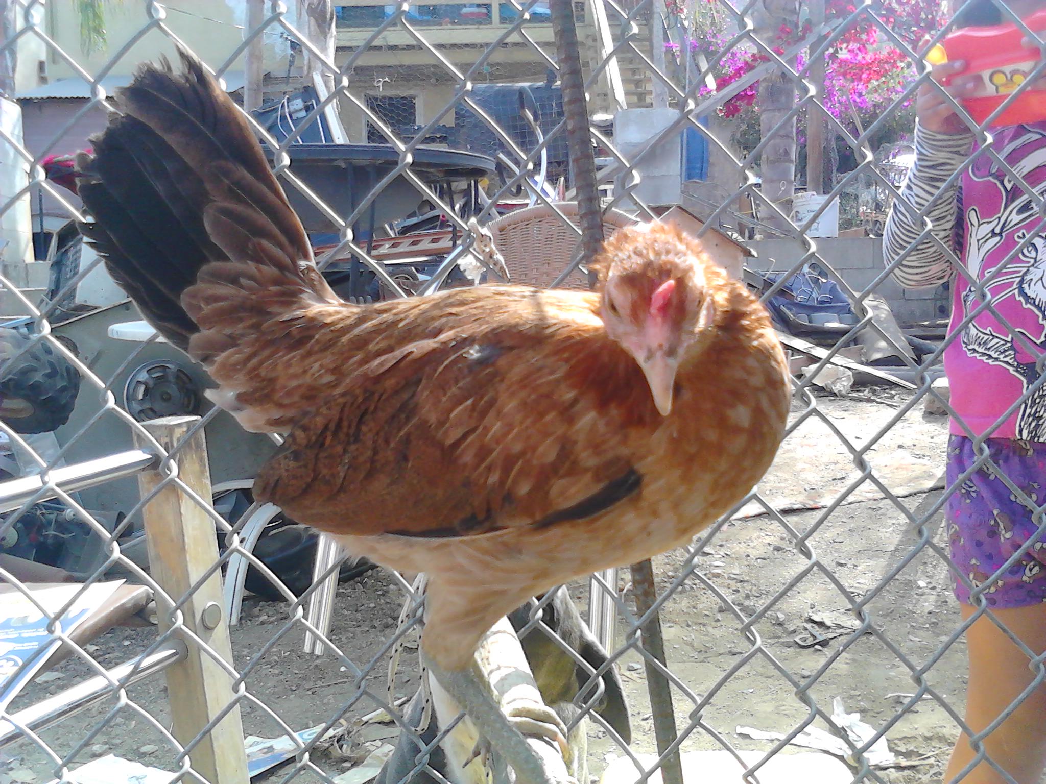 Better pic of the same hen
