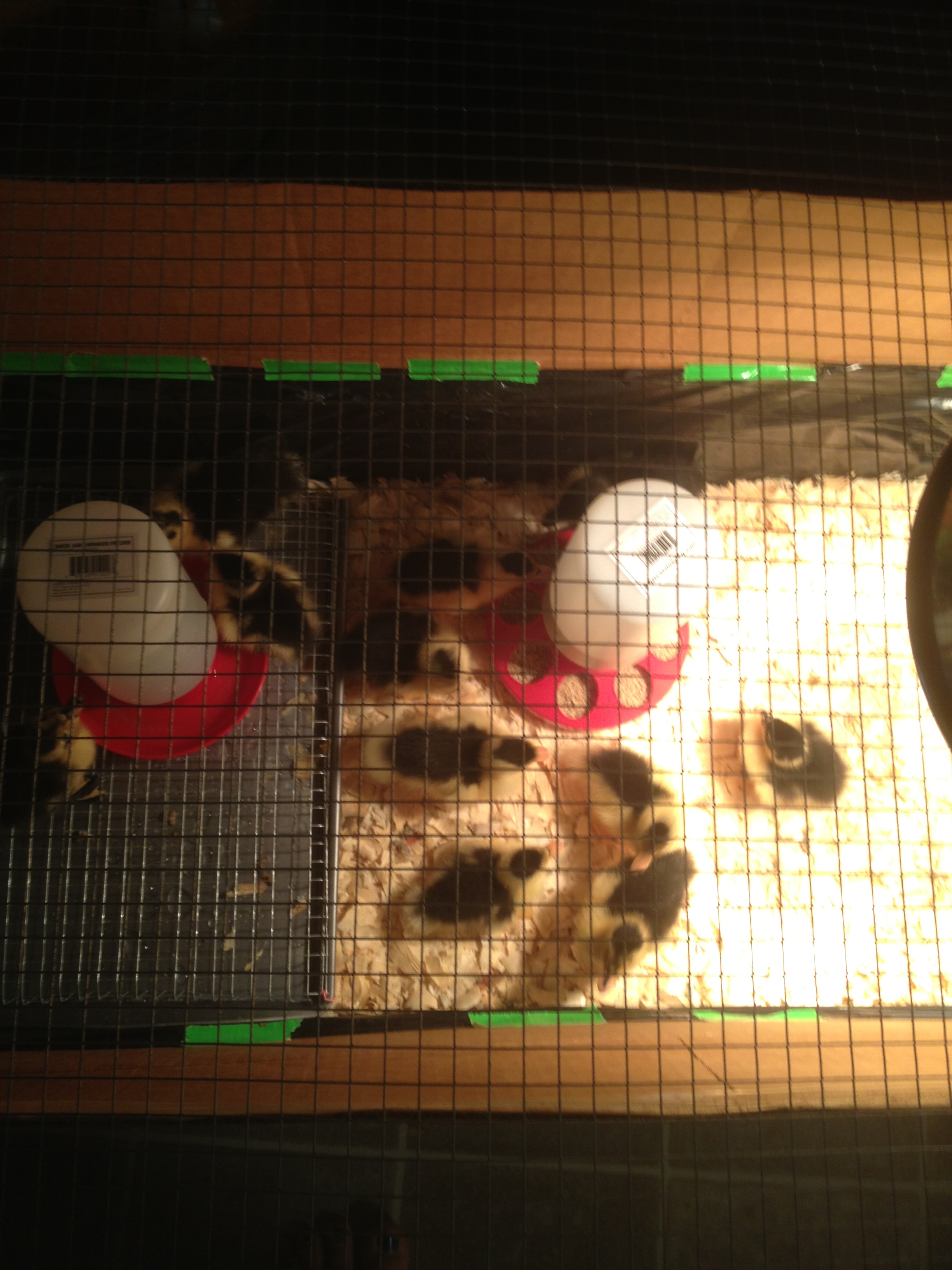 Better view of the brooder we made from a cardboard box lined with trash bags.
