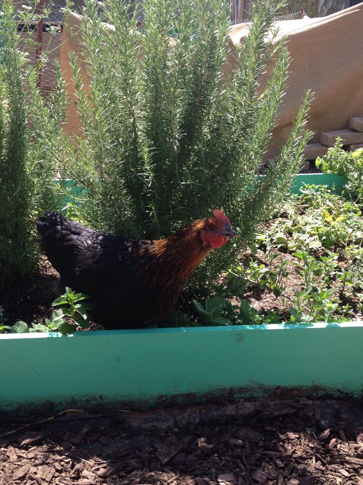 Betty. Always getting in the garden