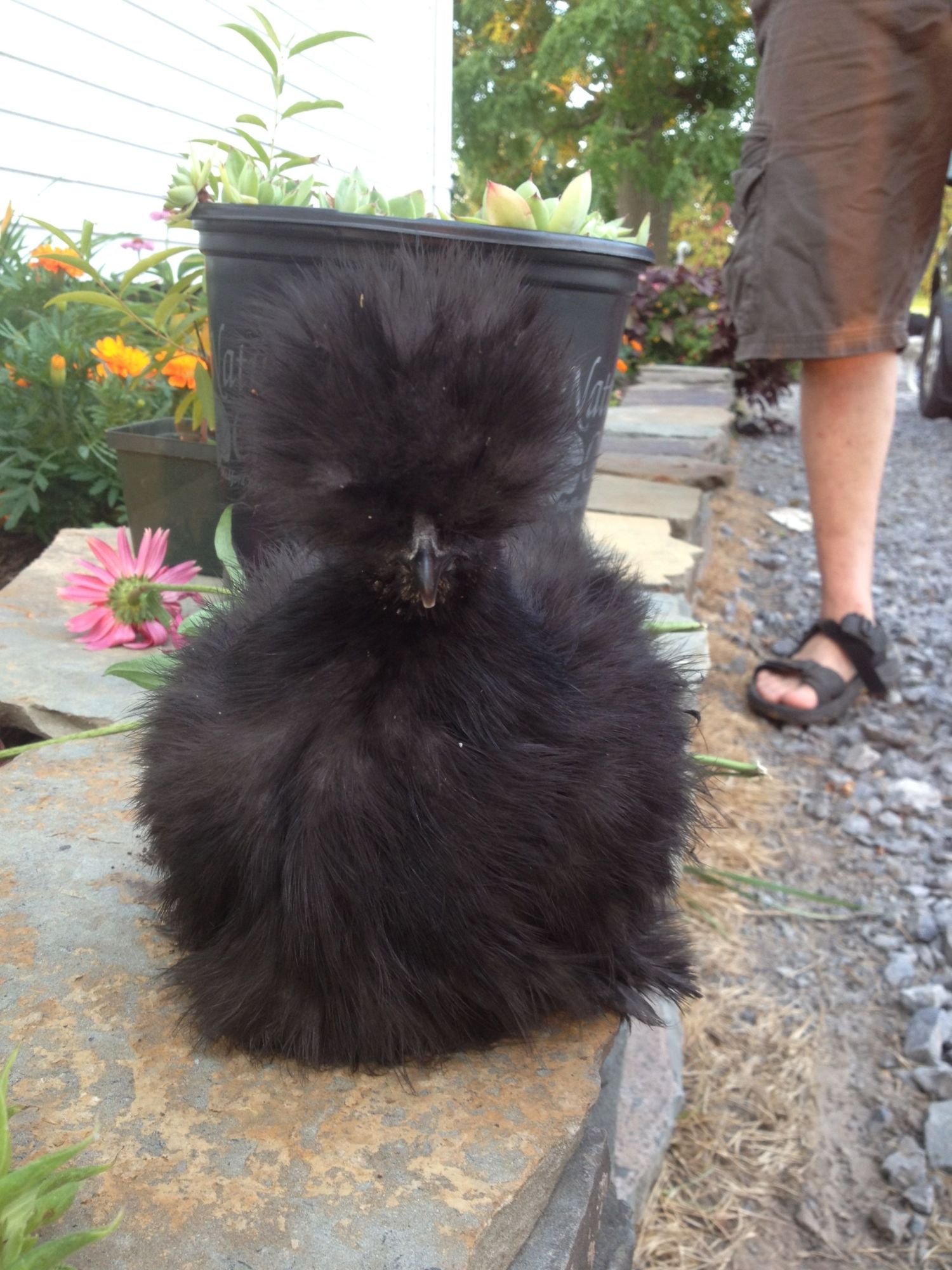 Betty Bob helping with the Gardening by 'supervising'!