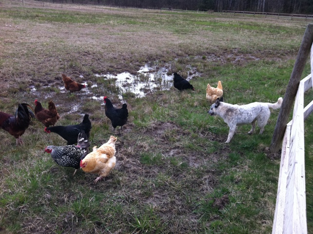 Betty (Cattle Dog) watching over the flock.