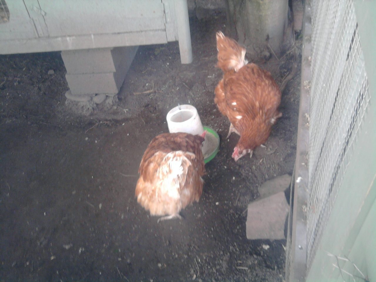Betty (R.I..P) and bertha