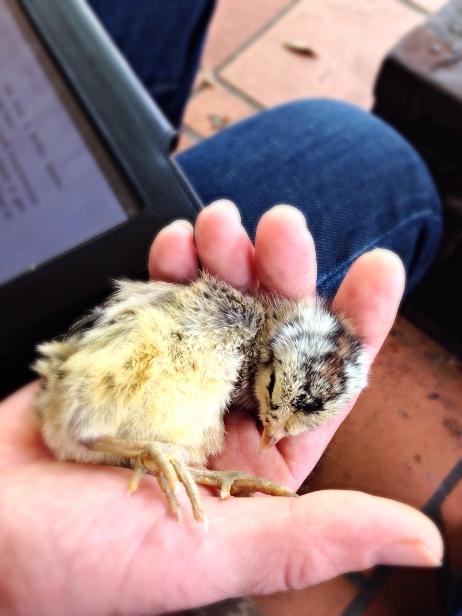 Betty Sue isn't growing and seems to not feel so hot. Worried.