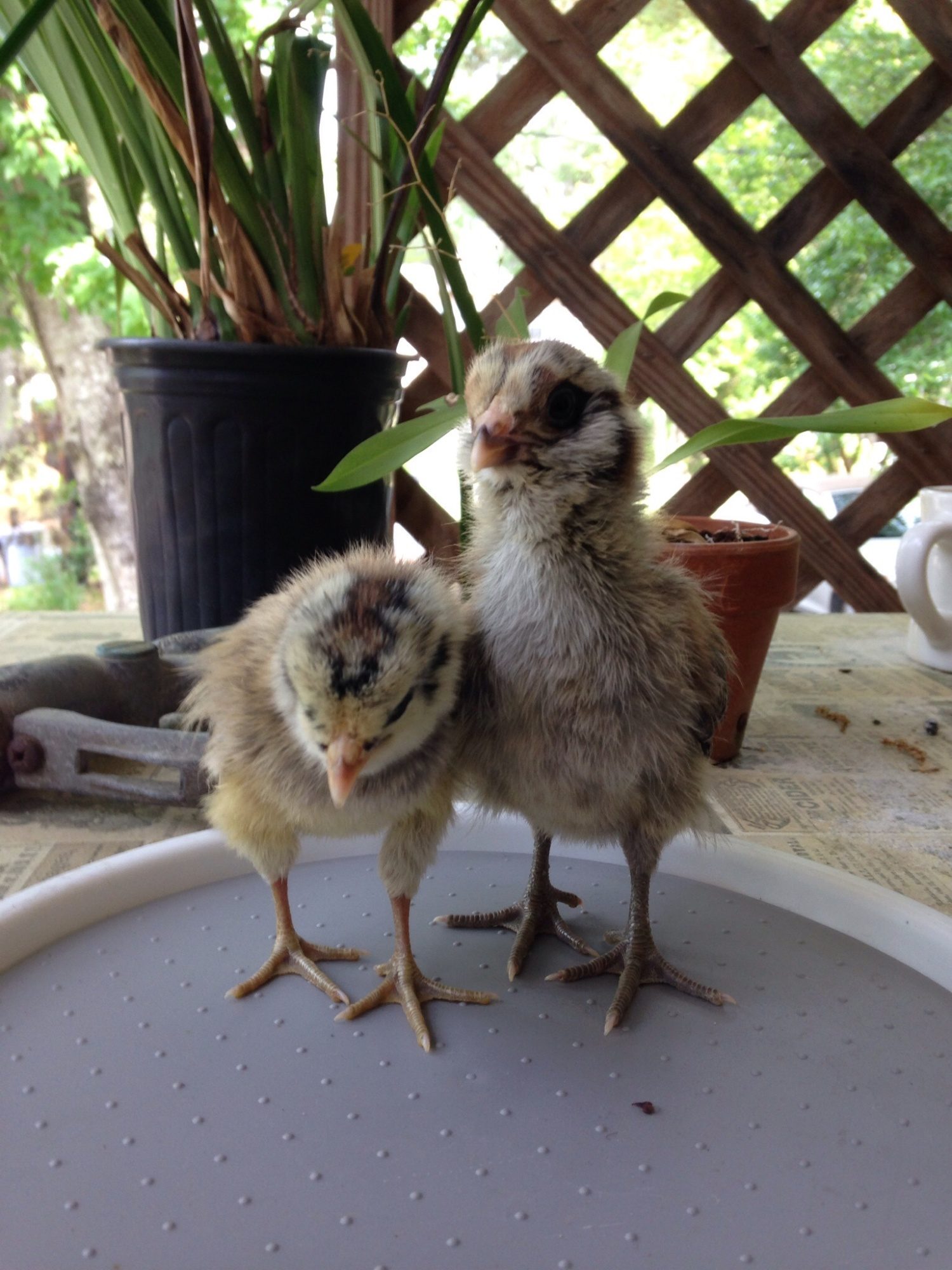 Betty Sue on the left, Razzle Dazzle Rose on the right
We call her Rosie or Raz or anything that is shorter. ;)