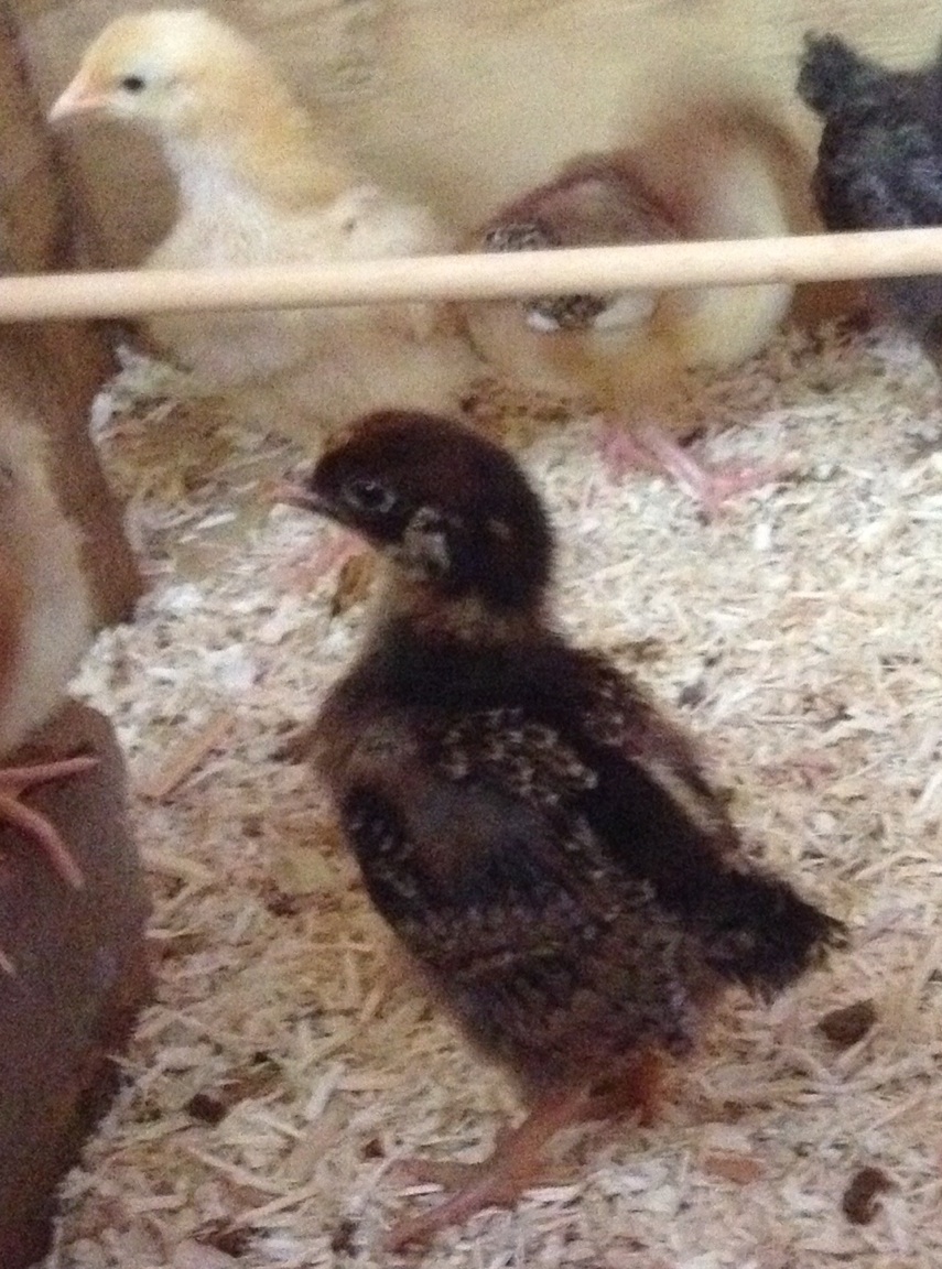 Betty the Barnevelder is getting her feathers