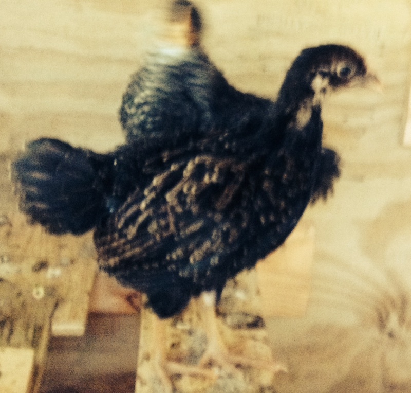 Betty the Barnevelder on a bad hair day