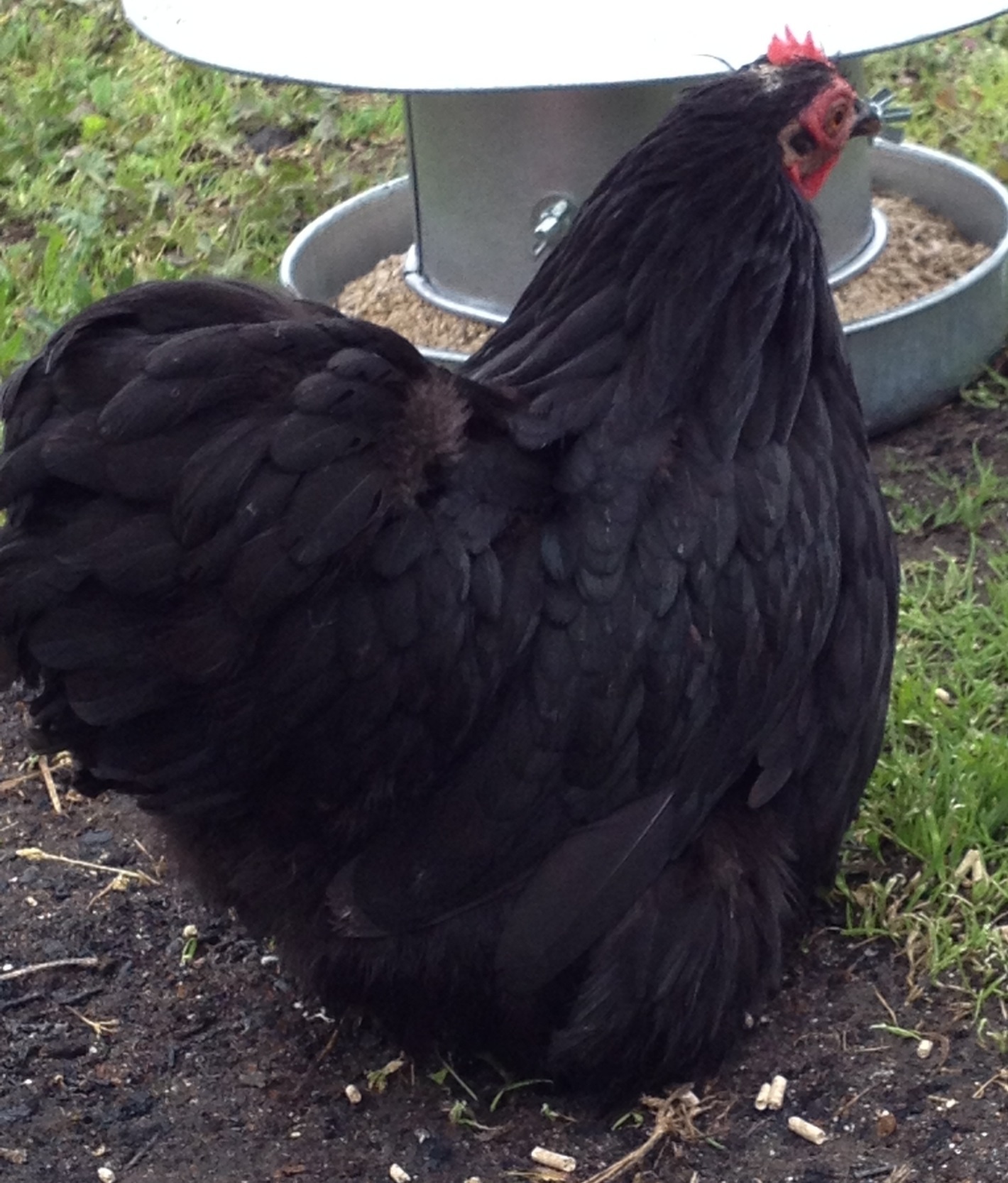 Betty the bossy pekin bantam