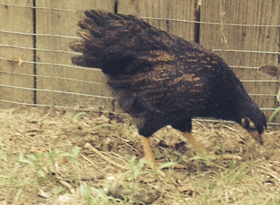 Betty, the Double Laced Barnevelder at 9 weeks old