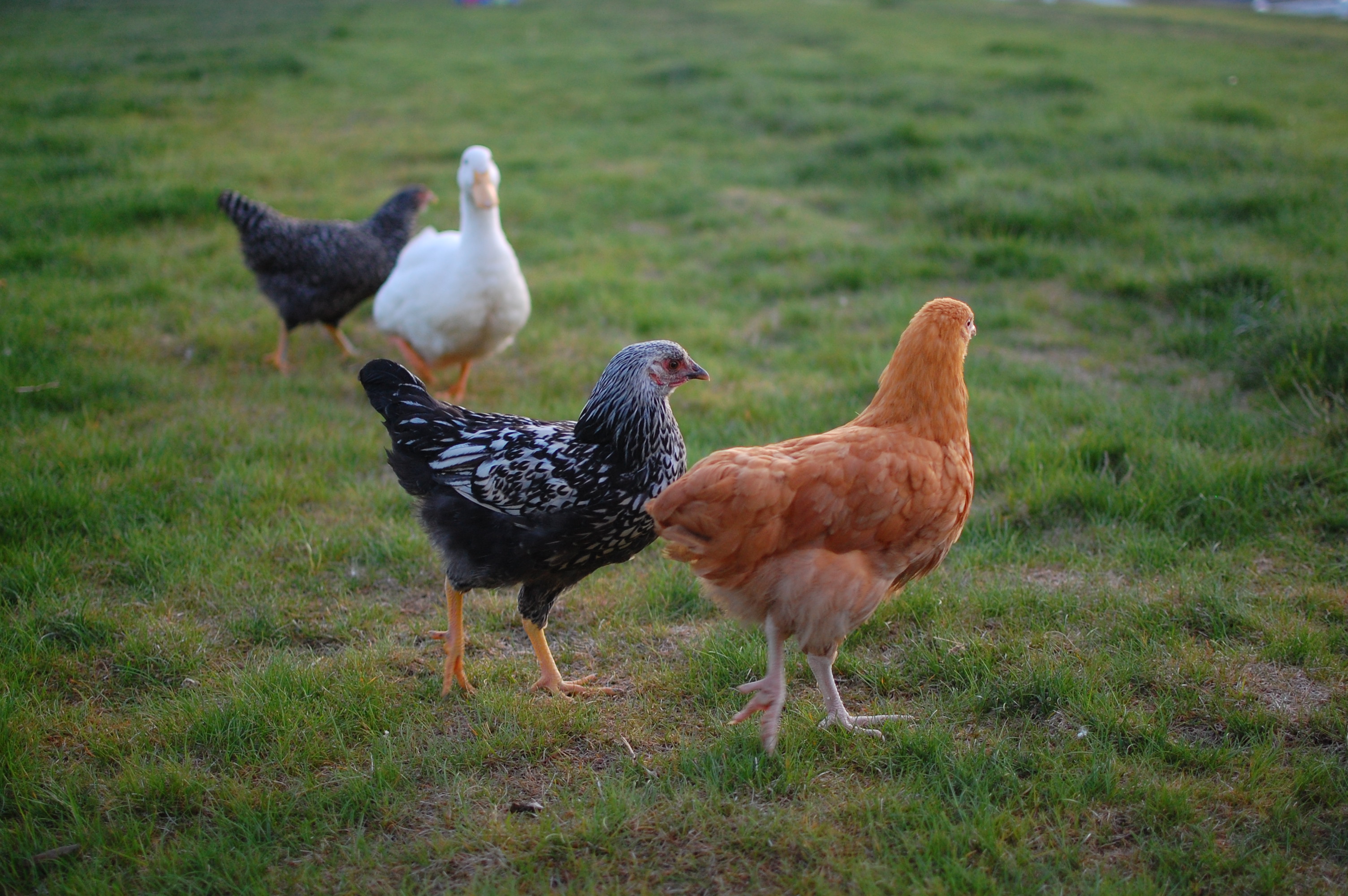 Betty the Silver laced Wyandotte and Alice the Buff Orpington
