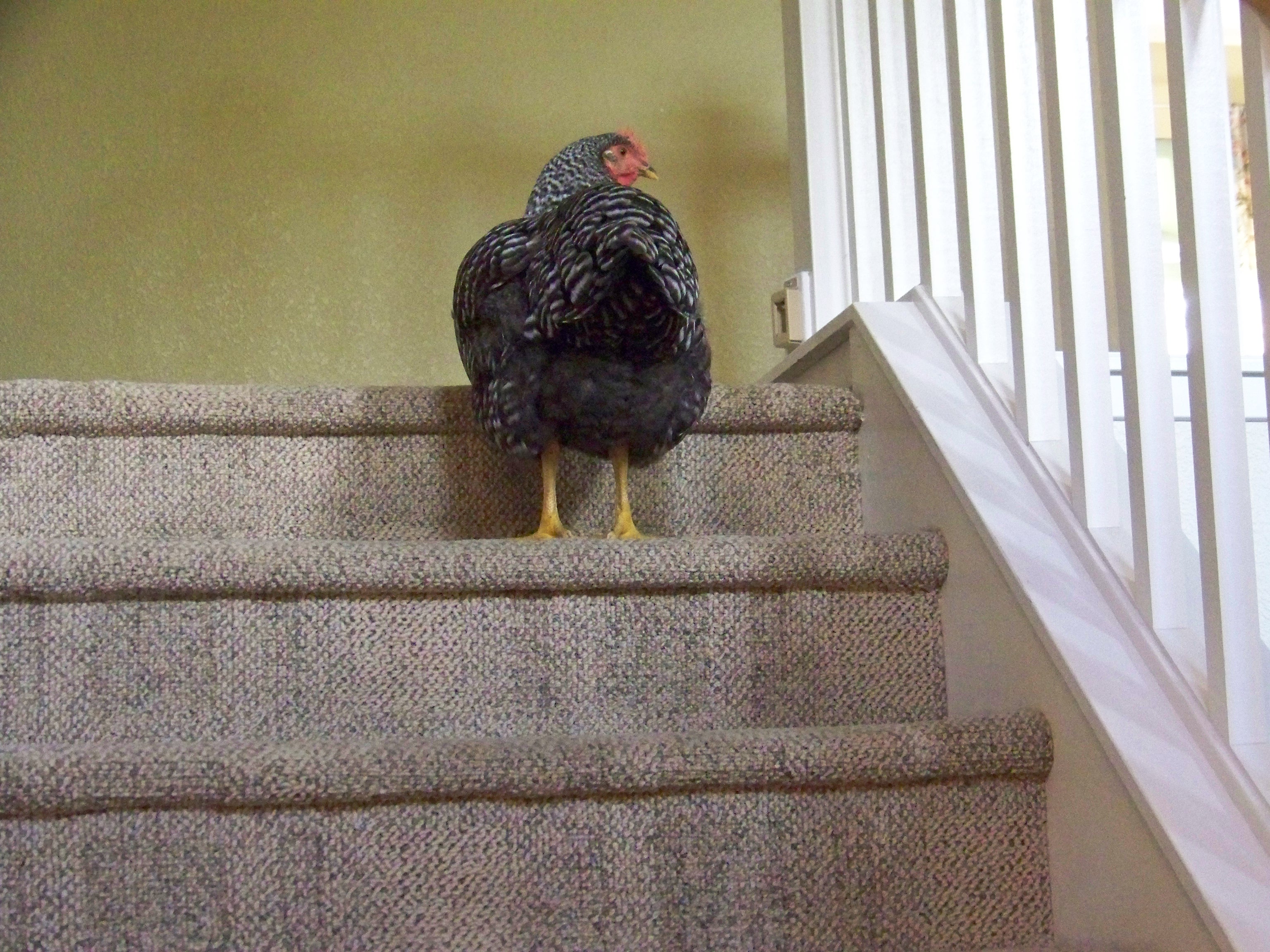 "Betty where do you think you are going?"