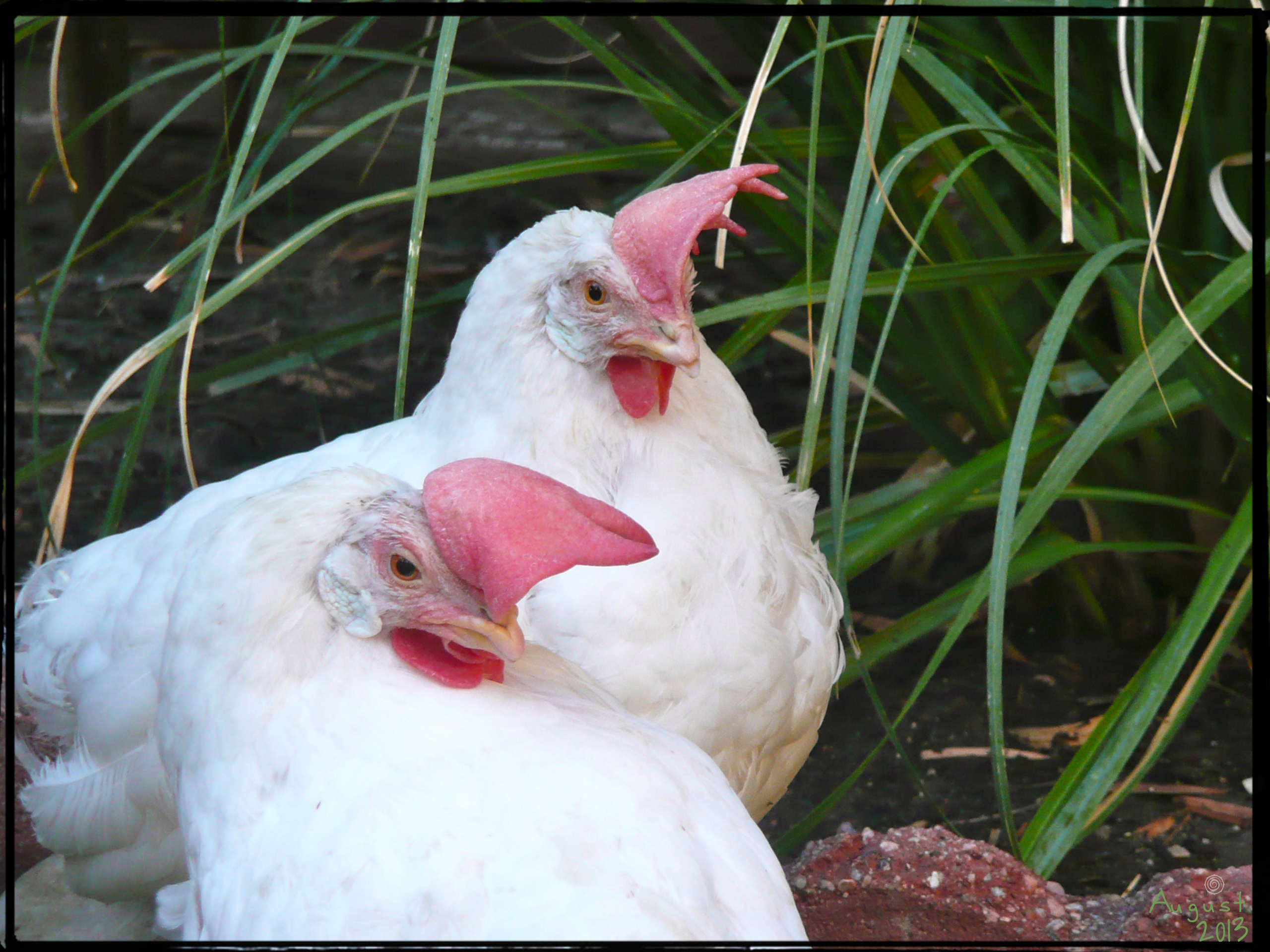 Betty White & Bianca