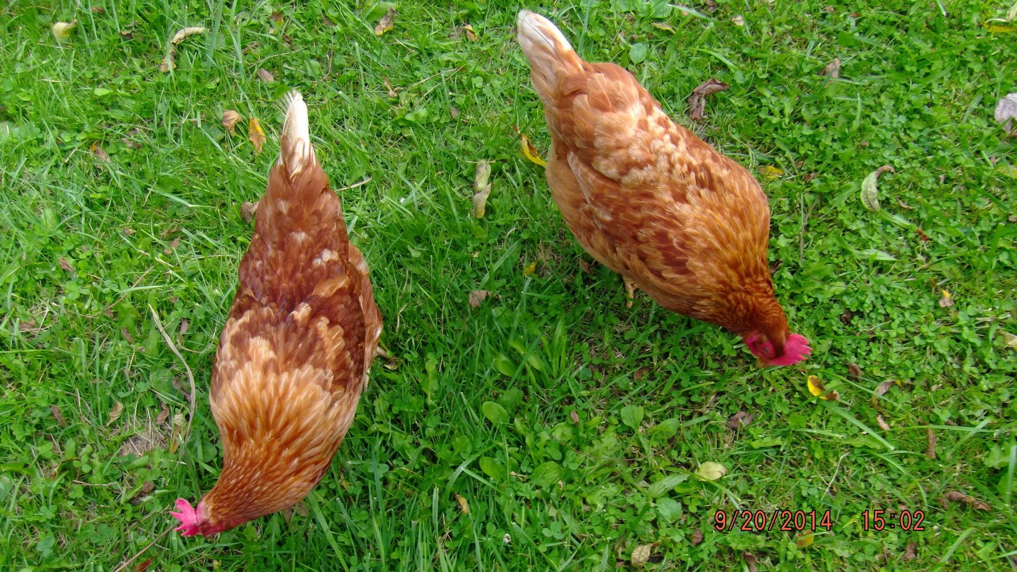 Beulah and Aggie.  My New Hampshire Reds.