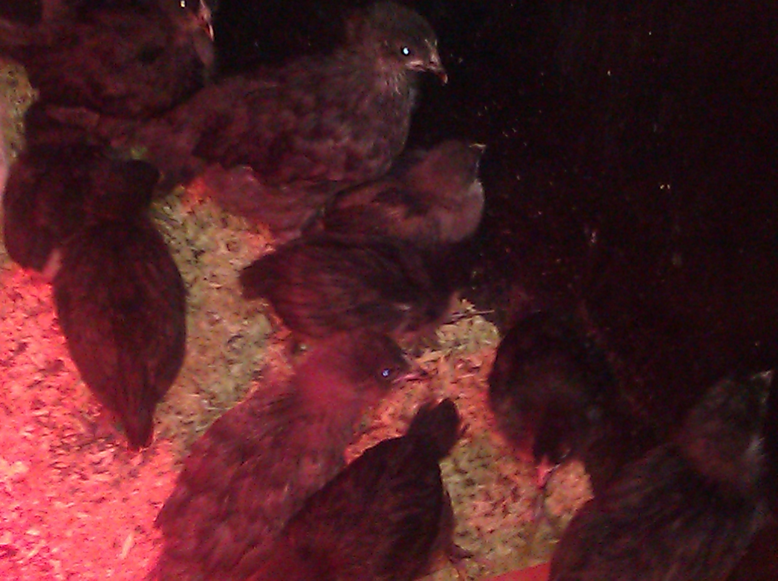 Bev Davis Marans & Olive Eggers