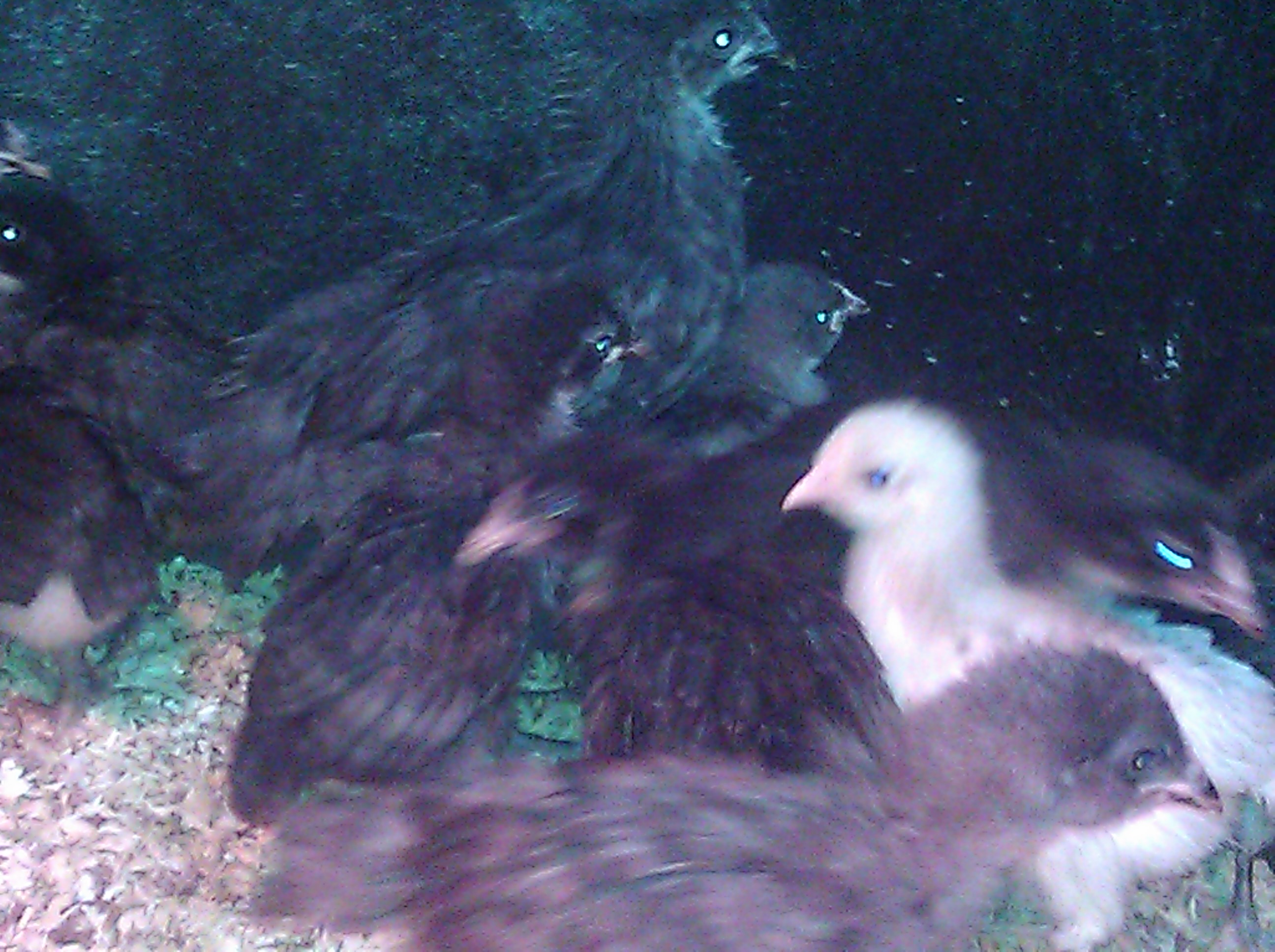Bev Davis Marans & Olive Eggers