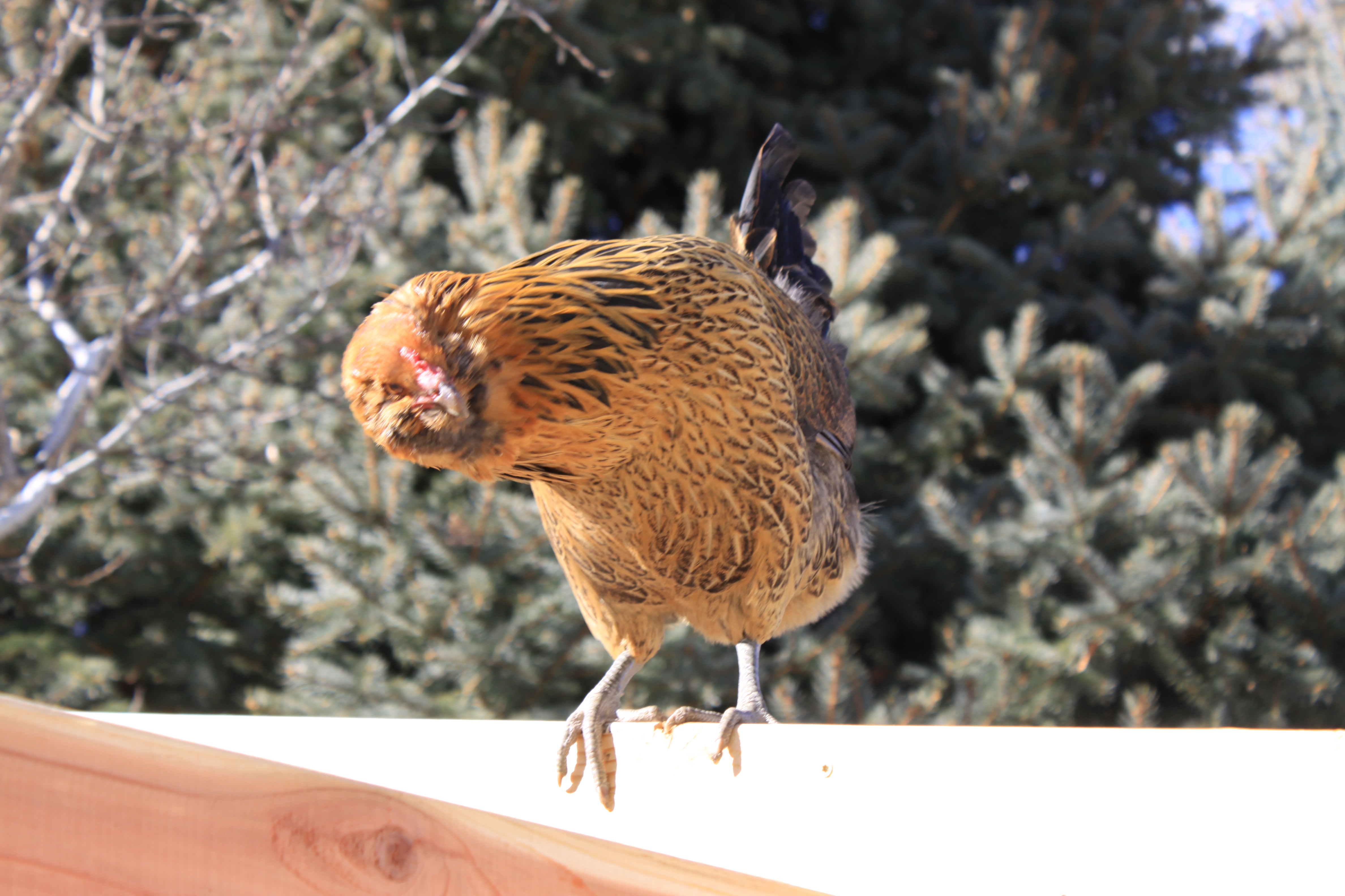 Beware forums that tell you a 4' high fence is enough to contain your chickens. Someone forgot to tell my Easter Egger chickens can fly. This is her on top of a higher than 7' tall beam. And while she worked her way up there in pieces, she easily clears anything 4' or less. Best part is that she shows the other two how to do the same.