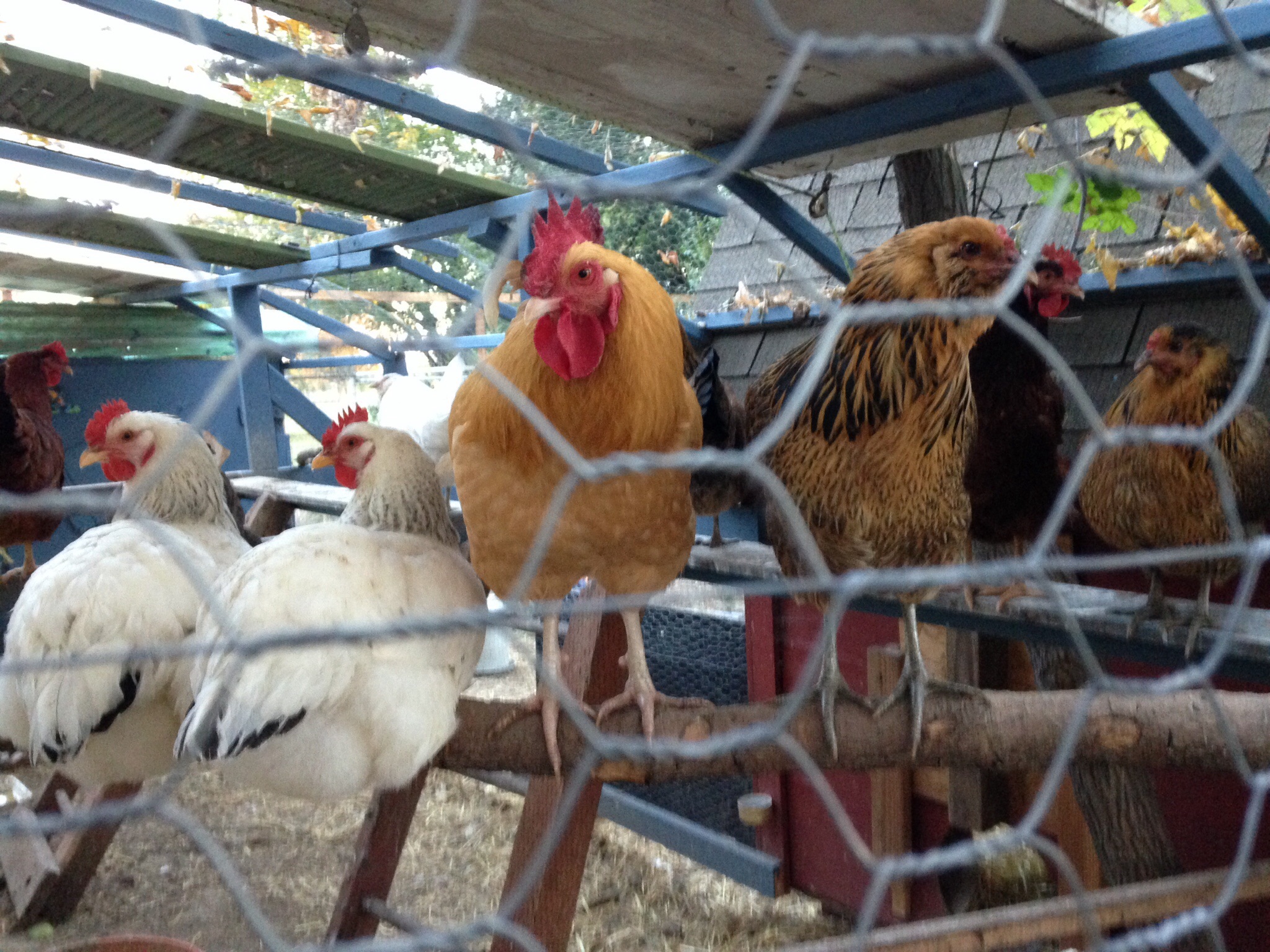 Beyoncé - to the right of the rooster
