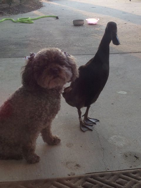 BFF's!