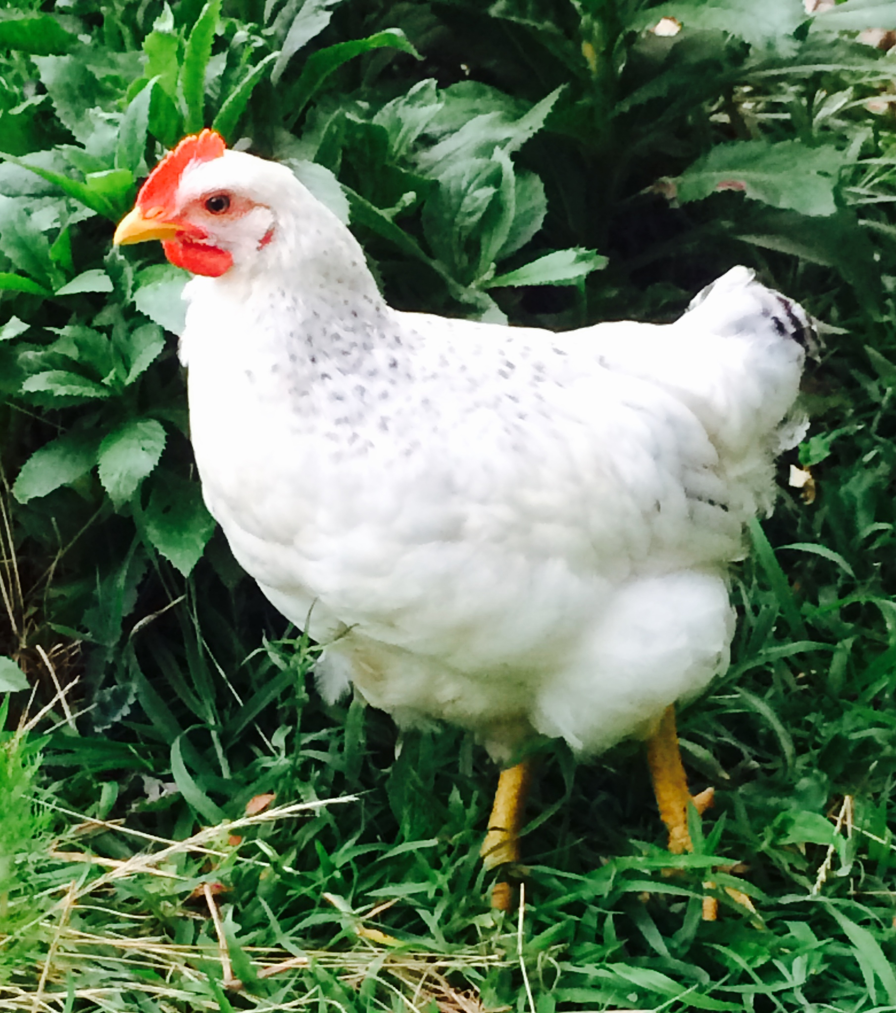 Bianca 9 week old Delaware. She is so pretty and curious but definitely the flock leader and she bites me all the time!