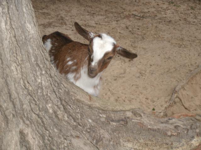 Bianca, a doeling.