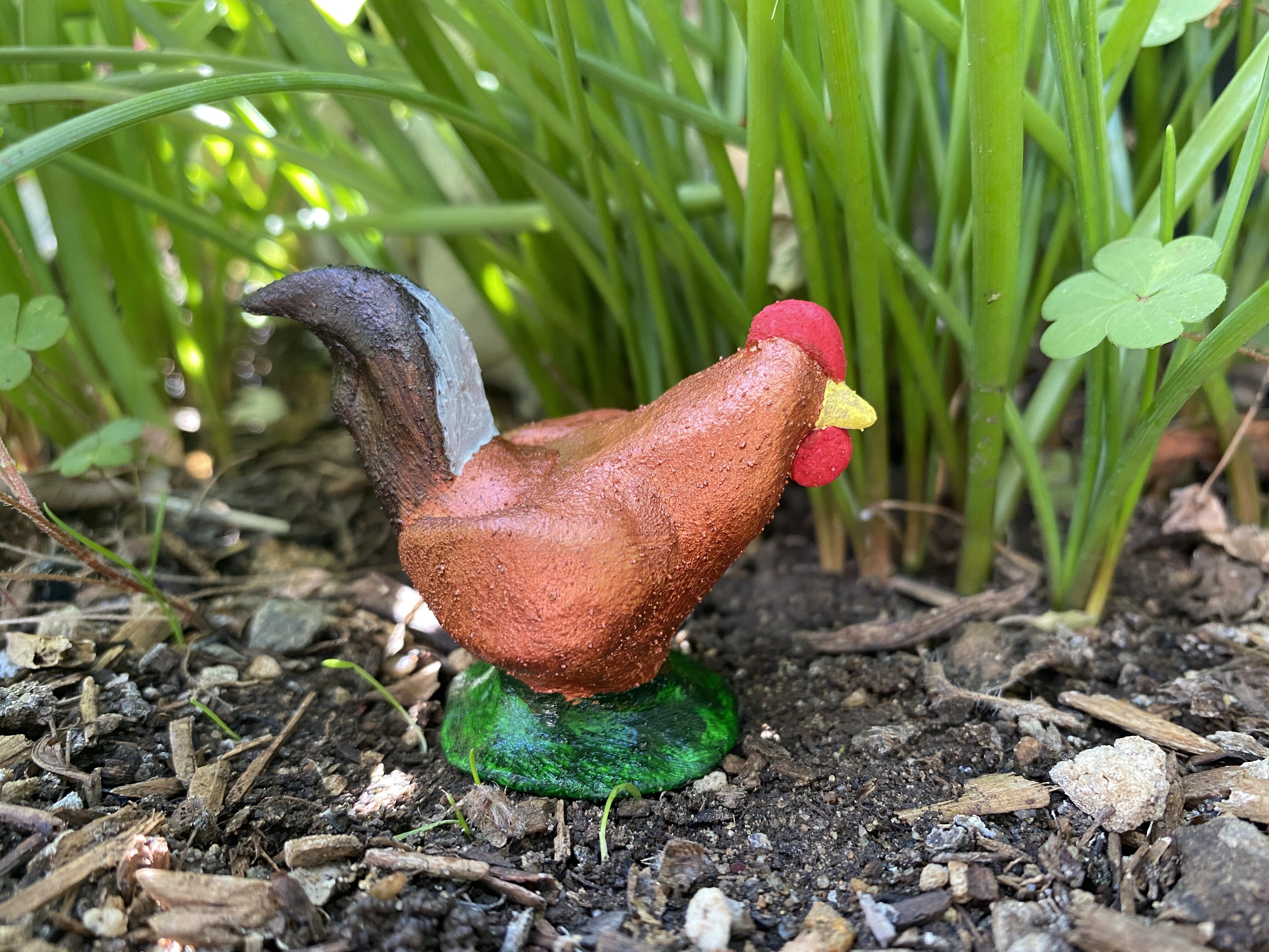 Bianca, a New Hampshire red rooster.
