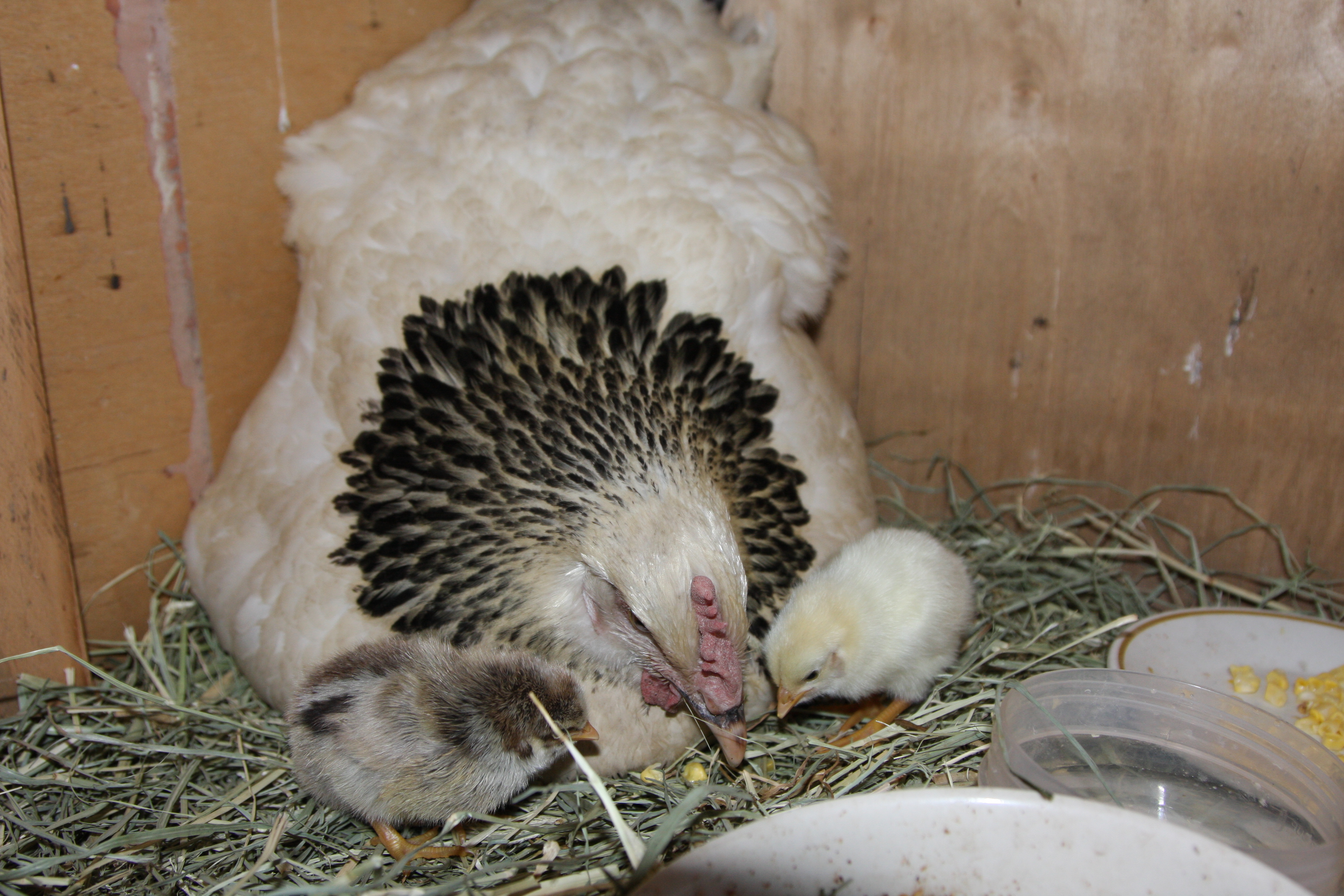 Bianca and her 2 baby chicks.