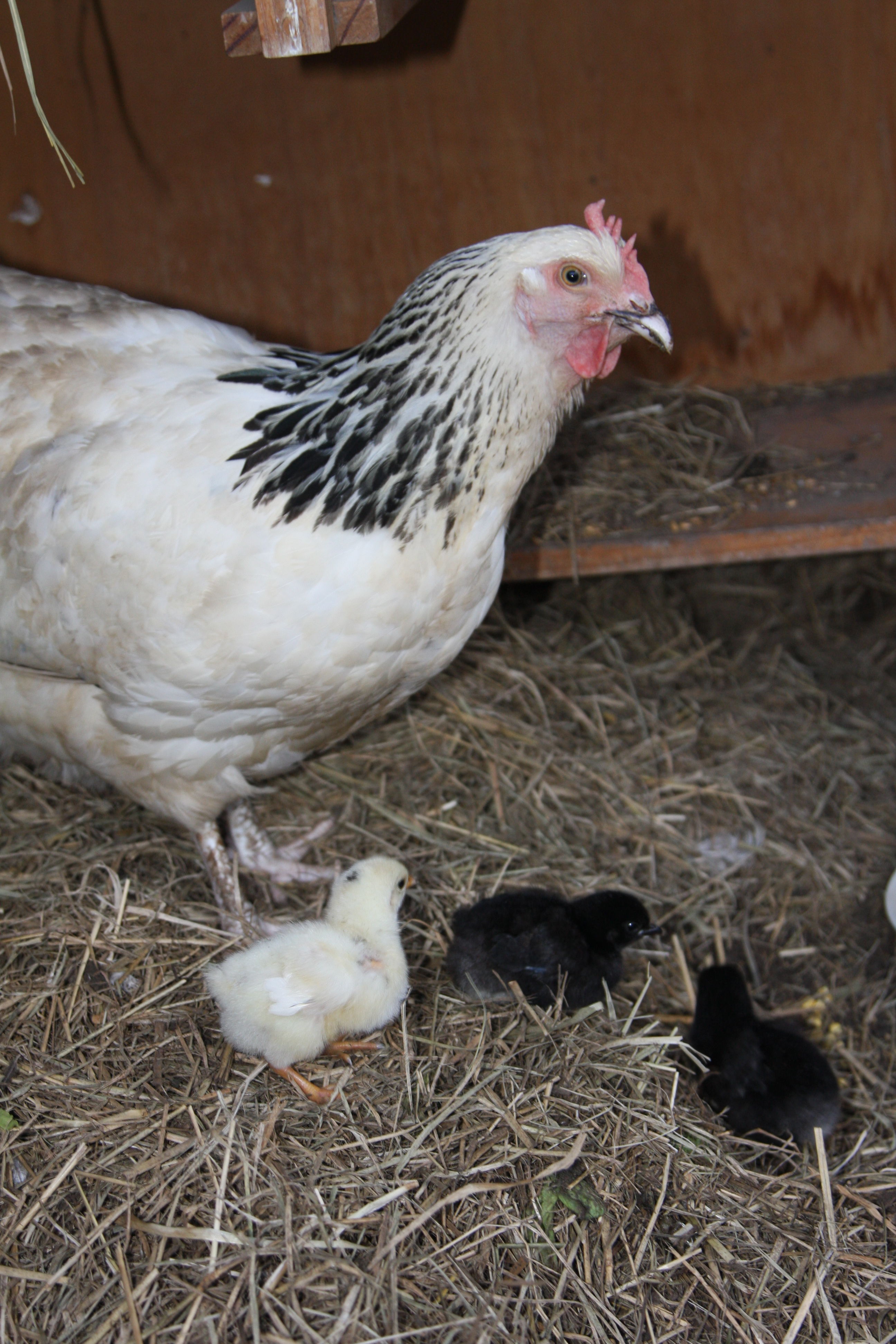 Bianca and her 3 babies. March 2014.