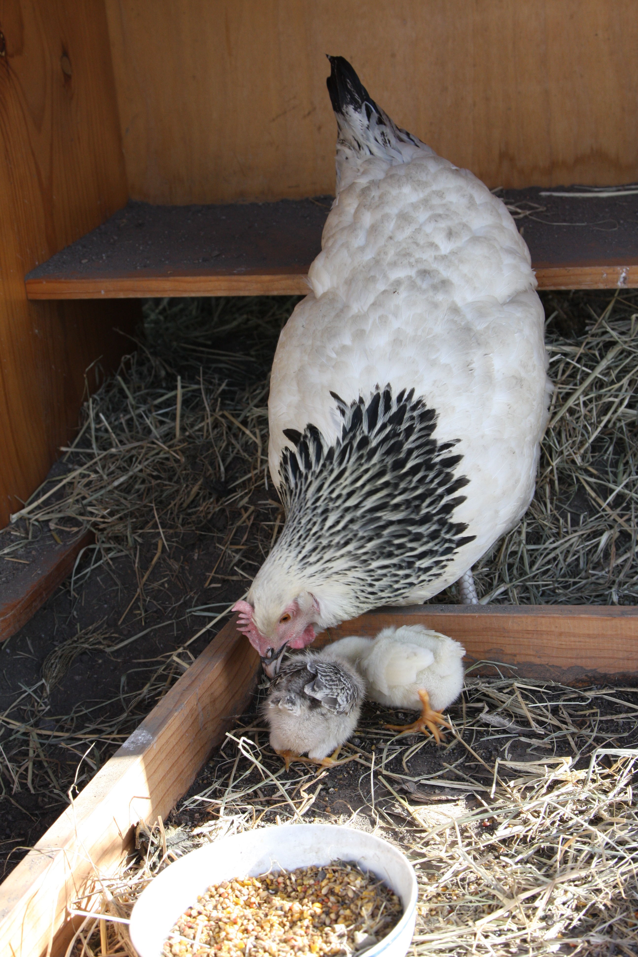 Bianca and her babies.