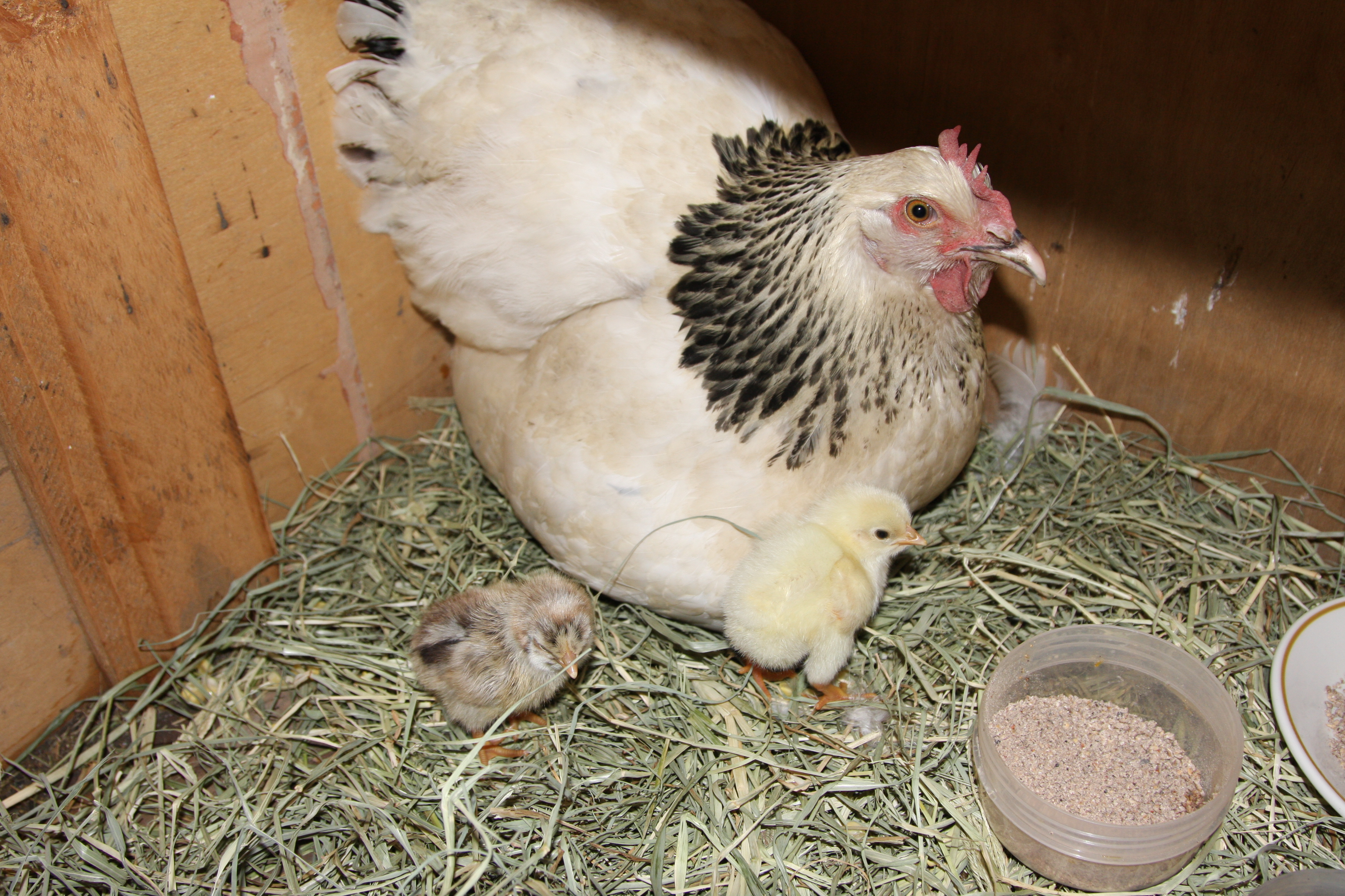Bianca, fluffy and penguin. 2013