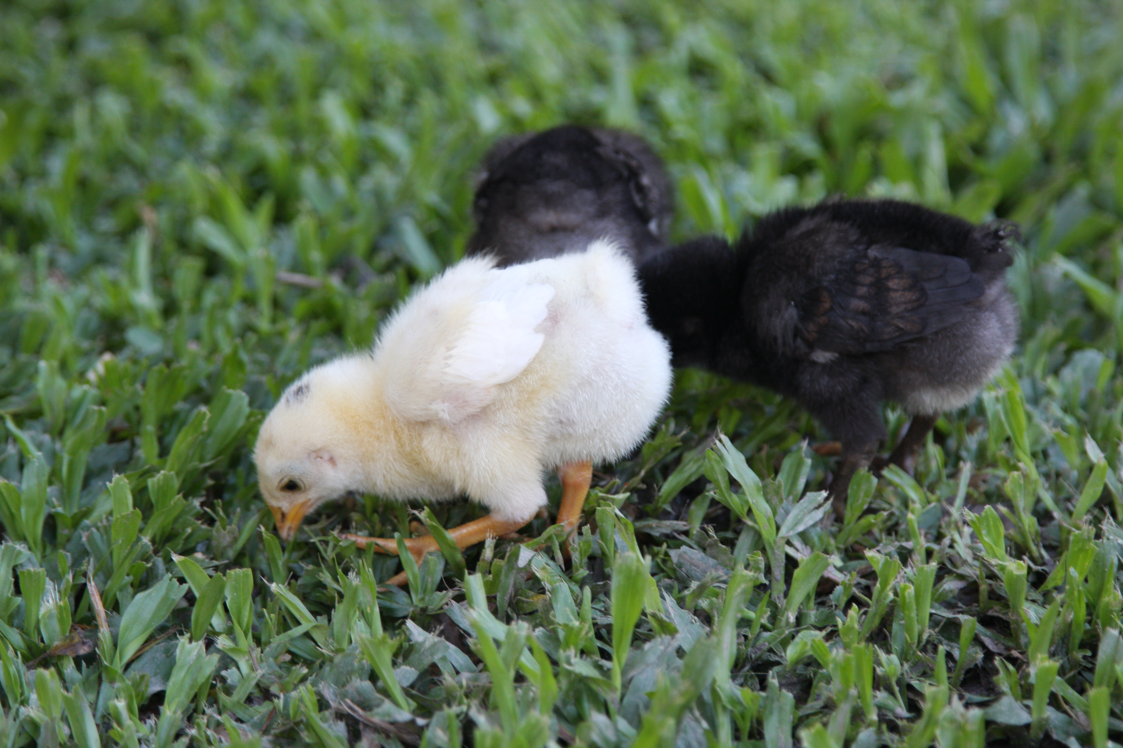 Bianca's babies.