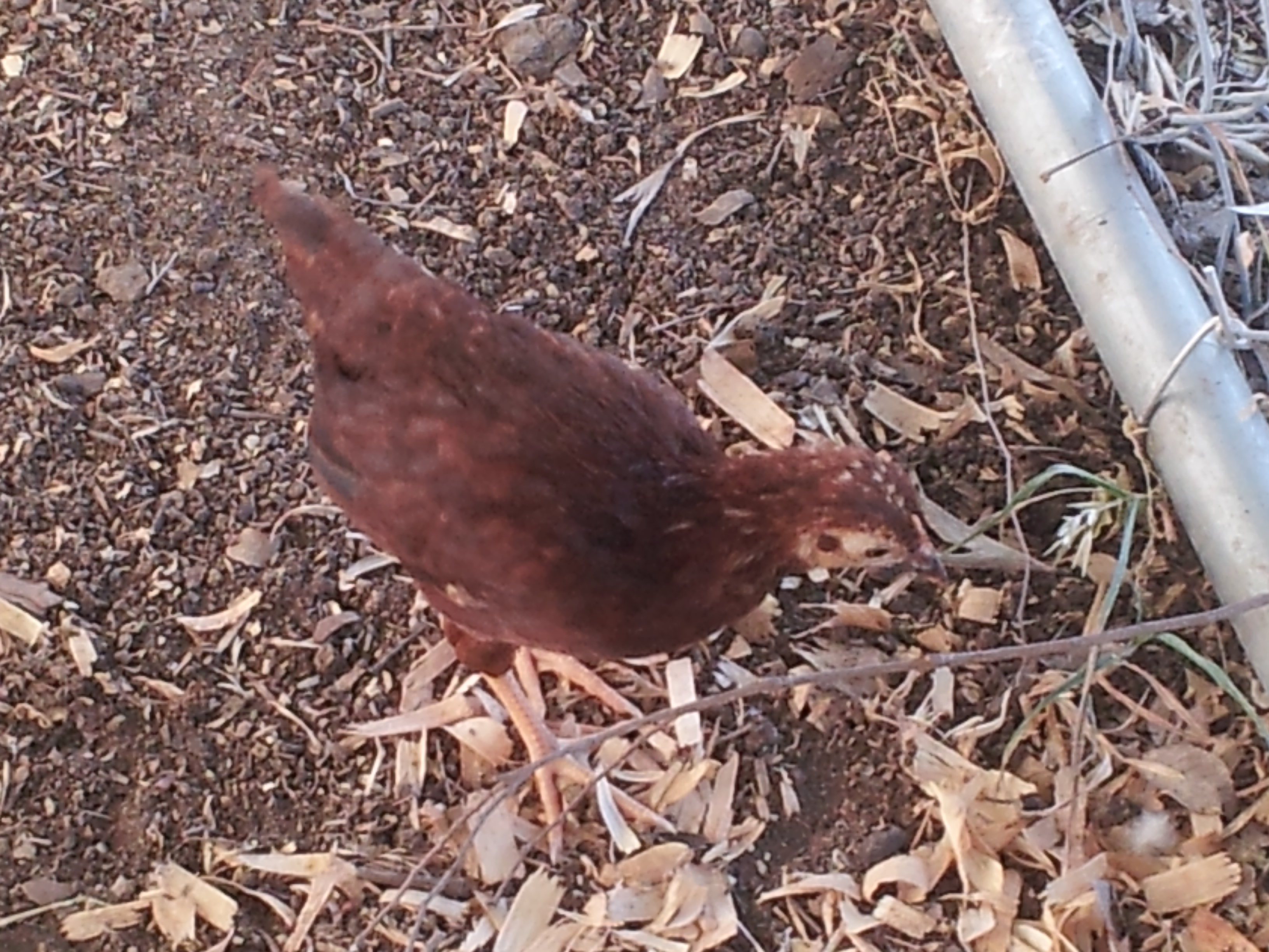 BiddyBiddy, small enough to go through kennel fence still. Has to rig it to keep her in the pen.