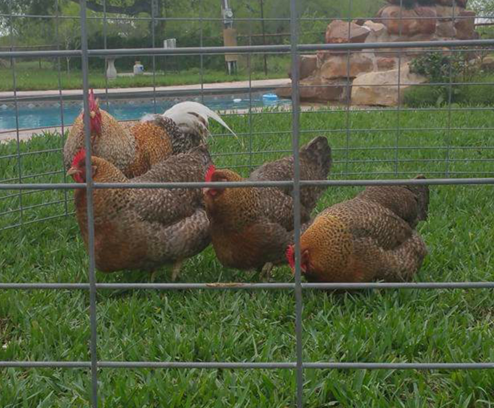 Bielefelder
http://stagecoachpoultry.com/rare-breeds/item/bielefelder