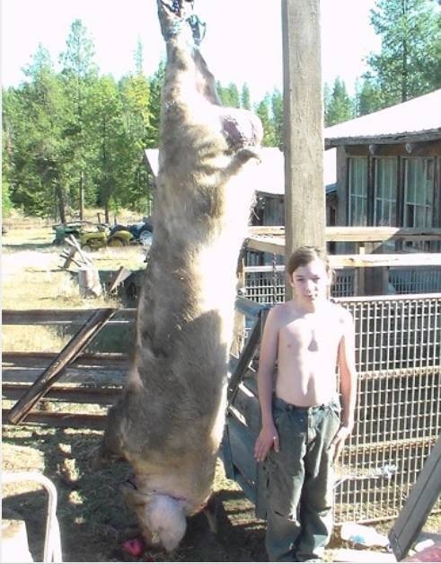Big 680 pound boar