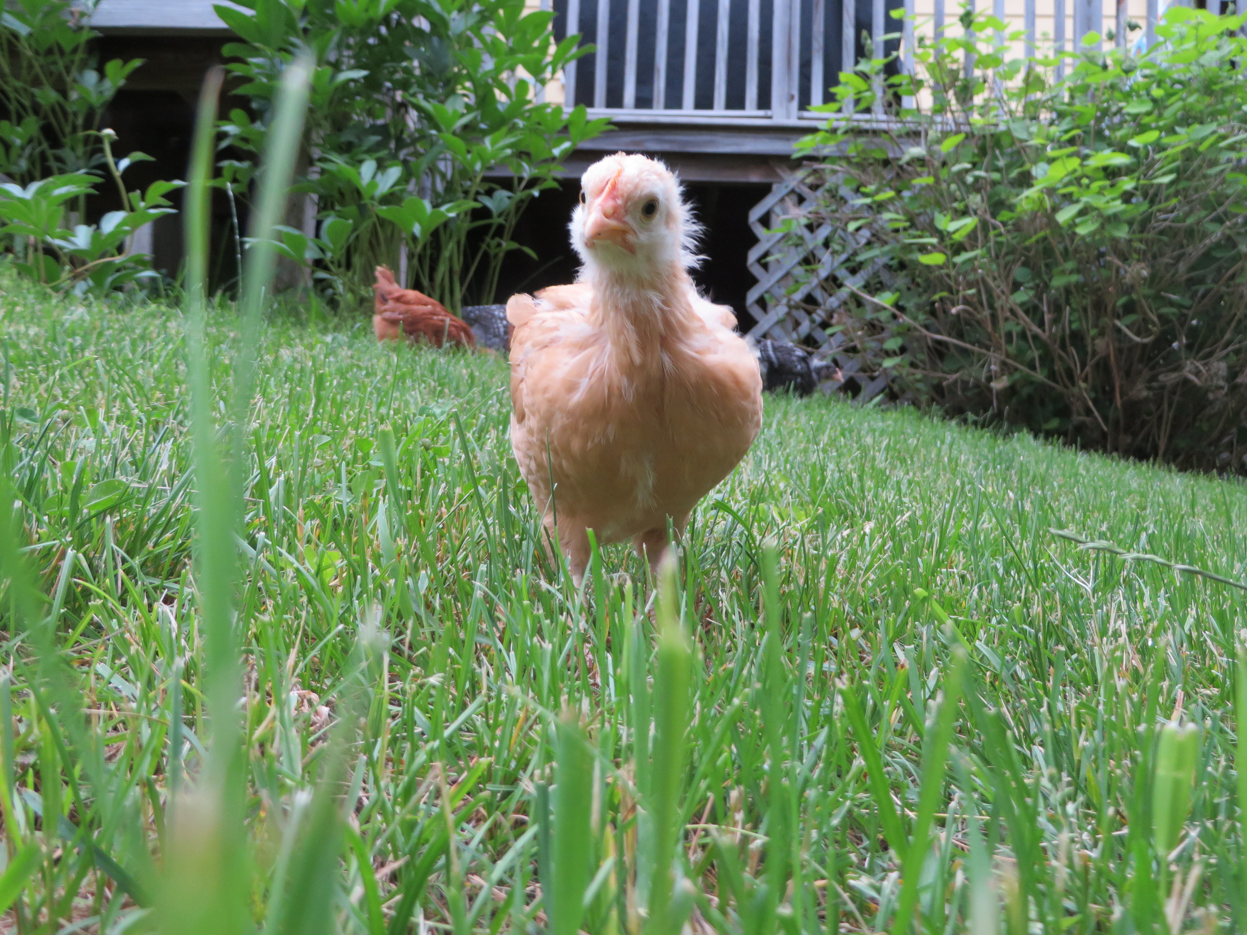 "Big Baby" the buff orpington