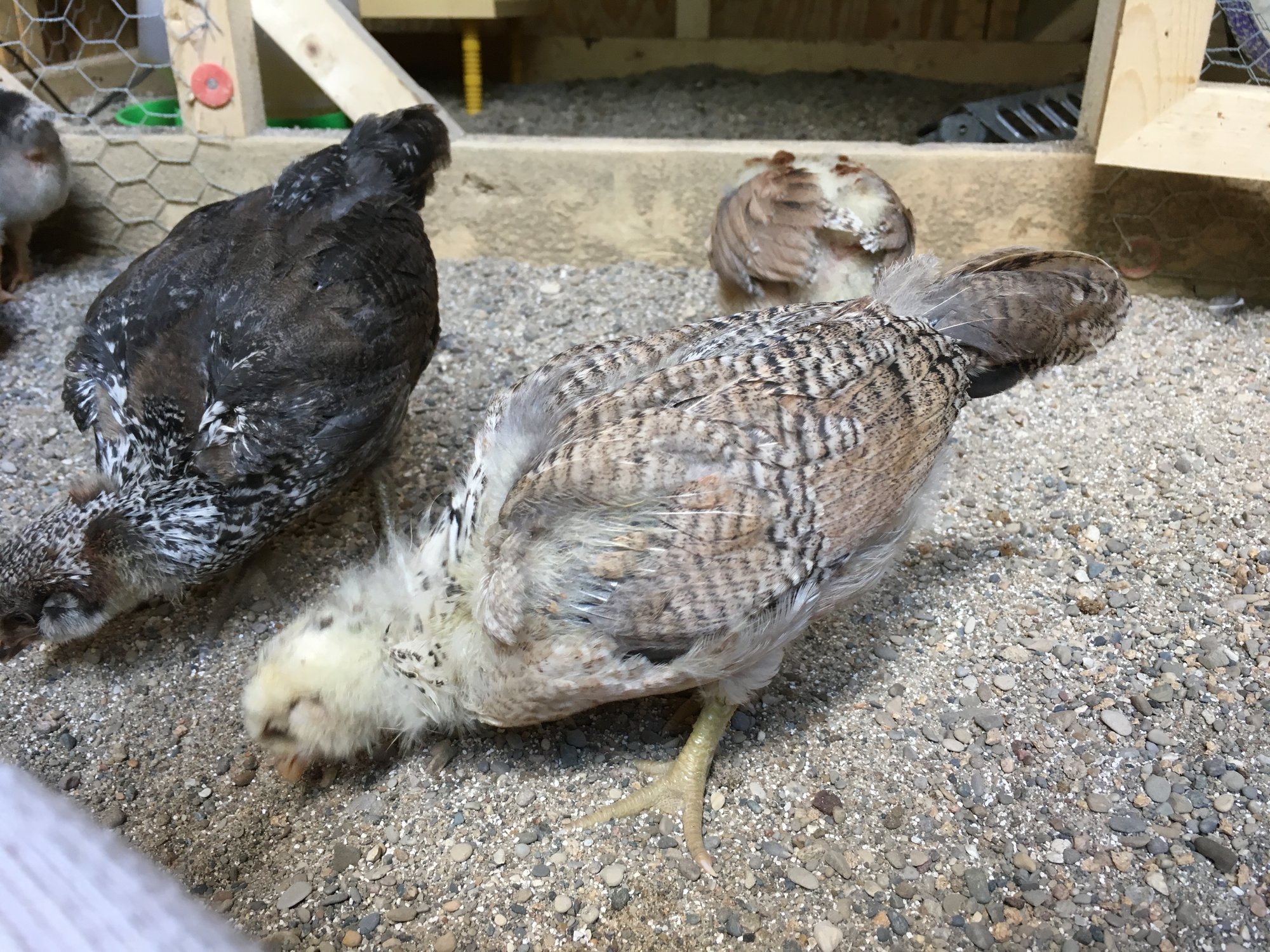 Big Bertha and H.R. Puffinstuff, the EEers and Butterfly’s Butt