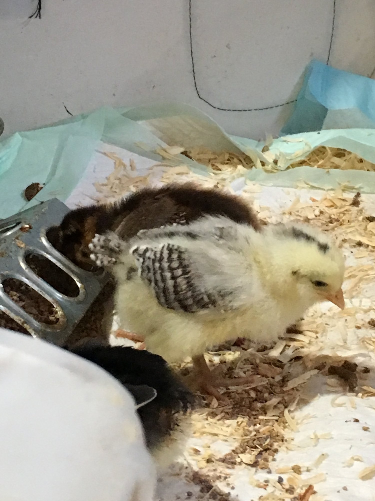 Big Bertha, the Easter Egger