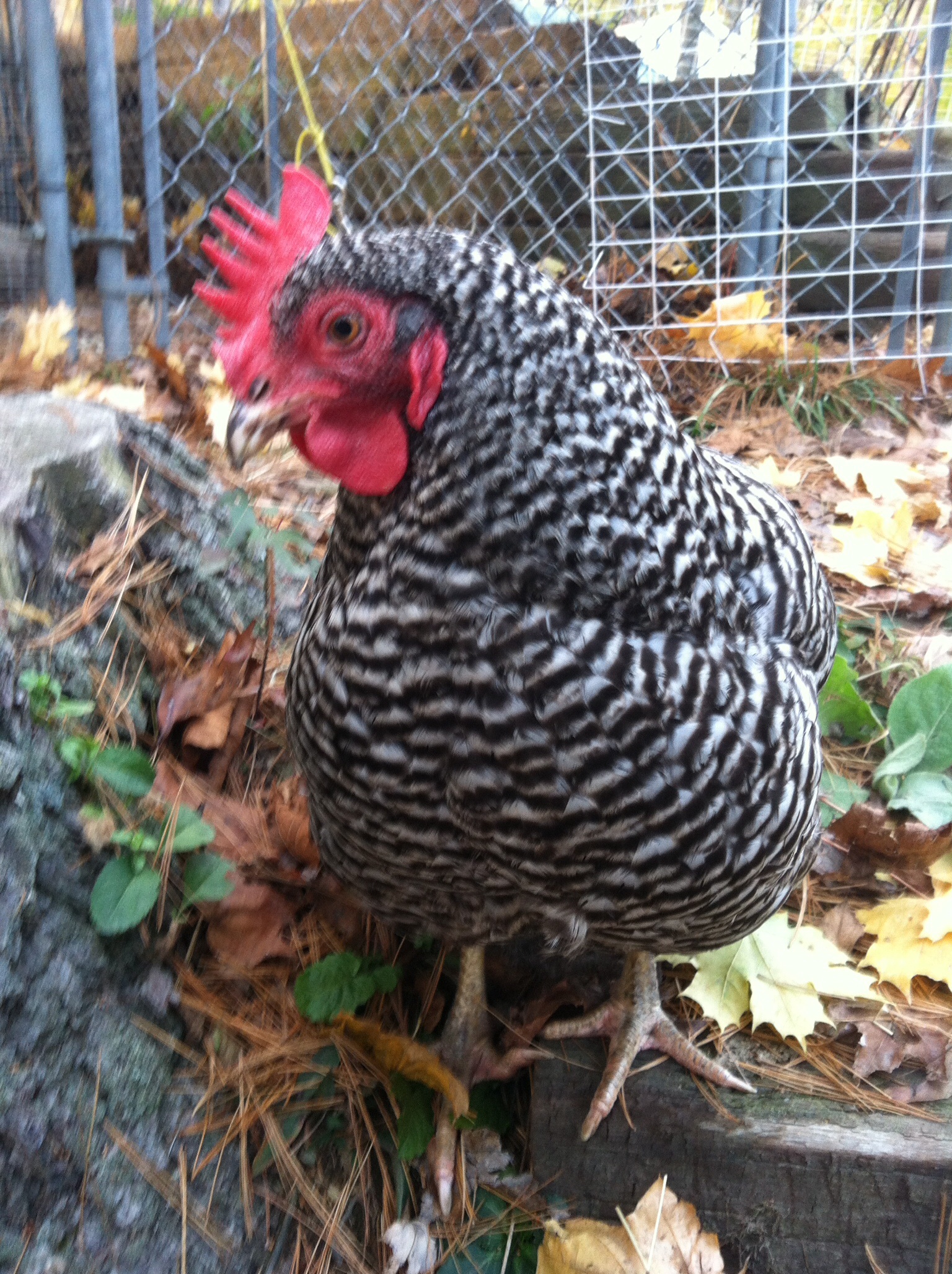 Big bird - big personality.  Our favorite!