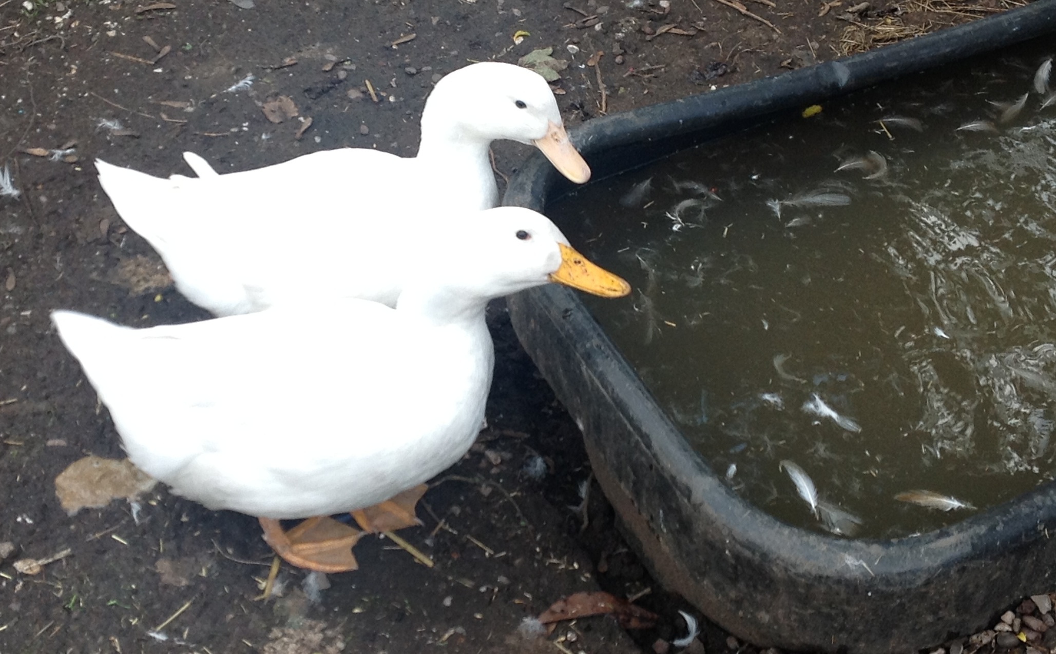 Big Bird & DuckDuck at the tub