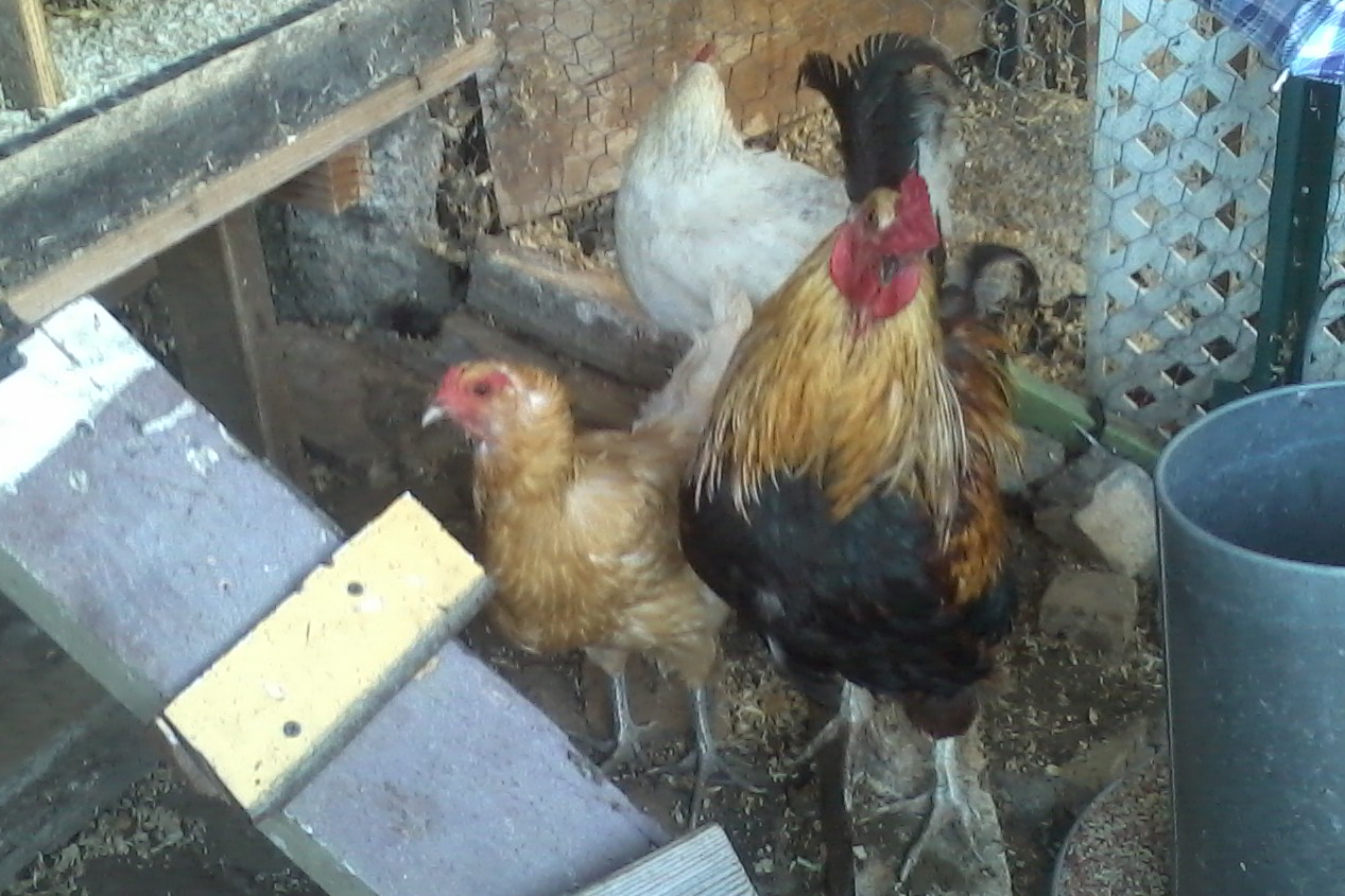 Big Boy and his two ladies. He has no access to the other two hens, which gives them a rest.