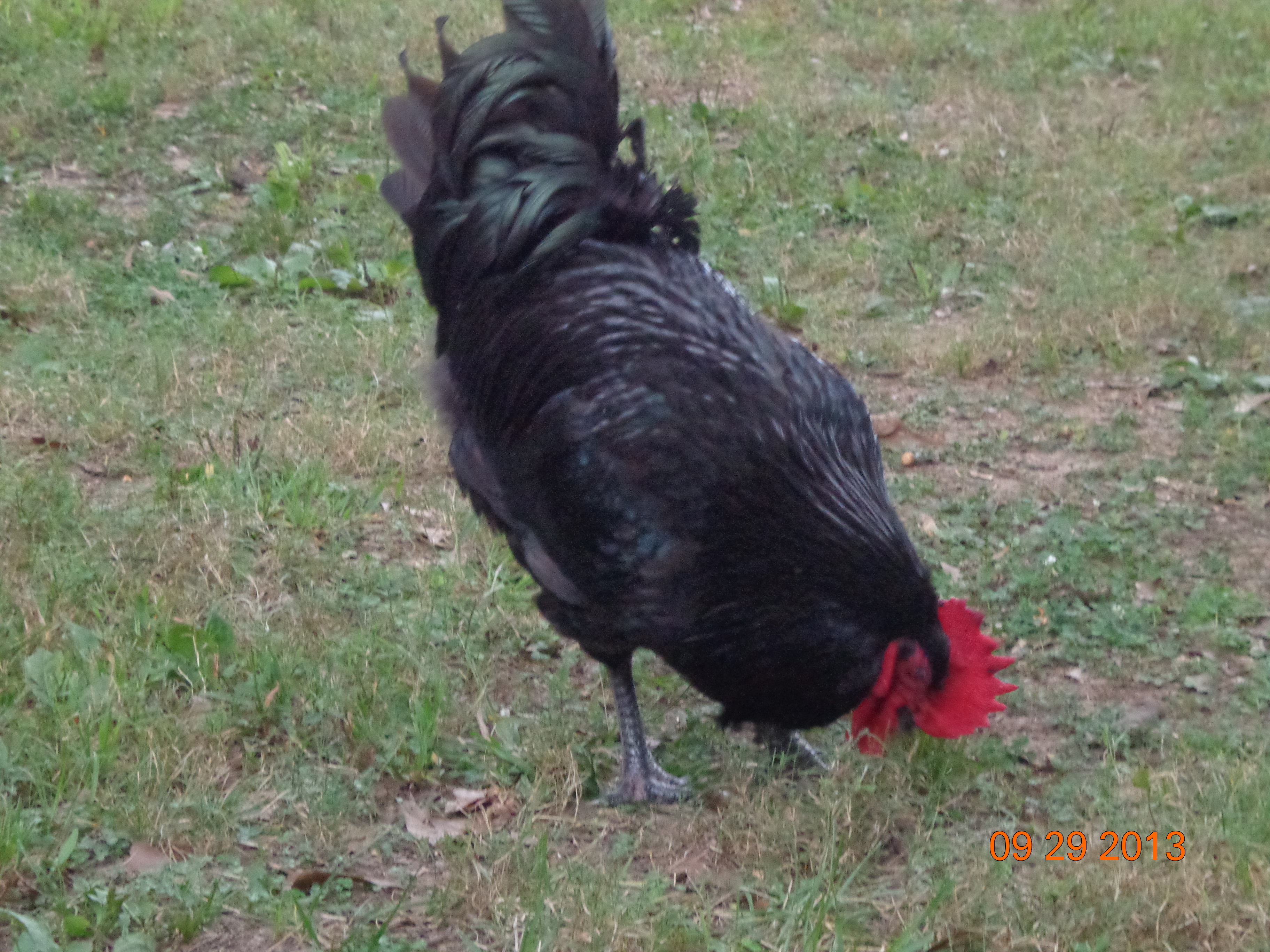 Big Boy, he's top bird around here.