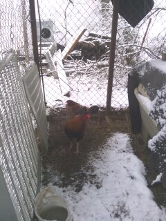 big boy loven the snow