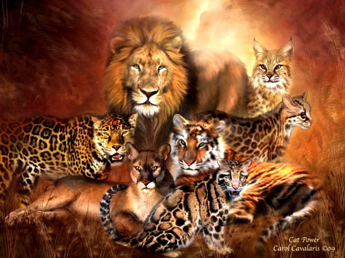 BIG CATS :3


CREATOR: gd-jpeg v1.0 (using IJG JPEG v62), quality = 95