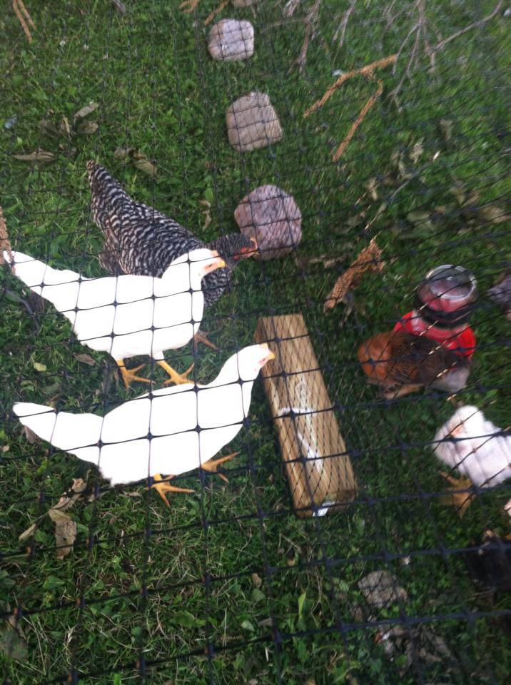 Big chicks and little chicks all finally OUTSIDE!