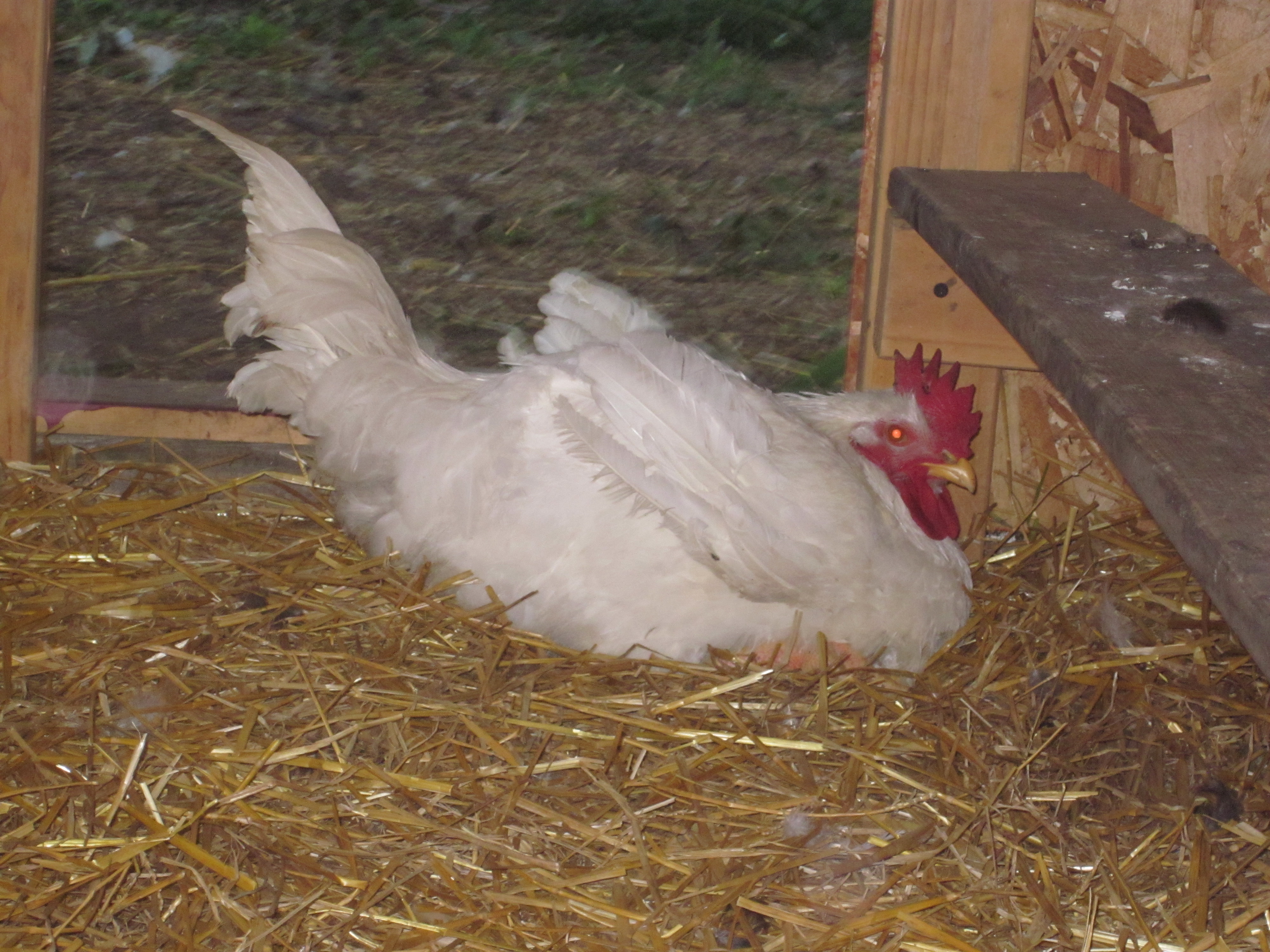 Big chicky.  This has always been the biggest of the chicks. Our 20 year old picked this one out.  I think she is looking like a Roo.