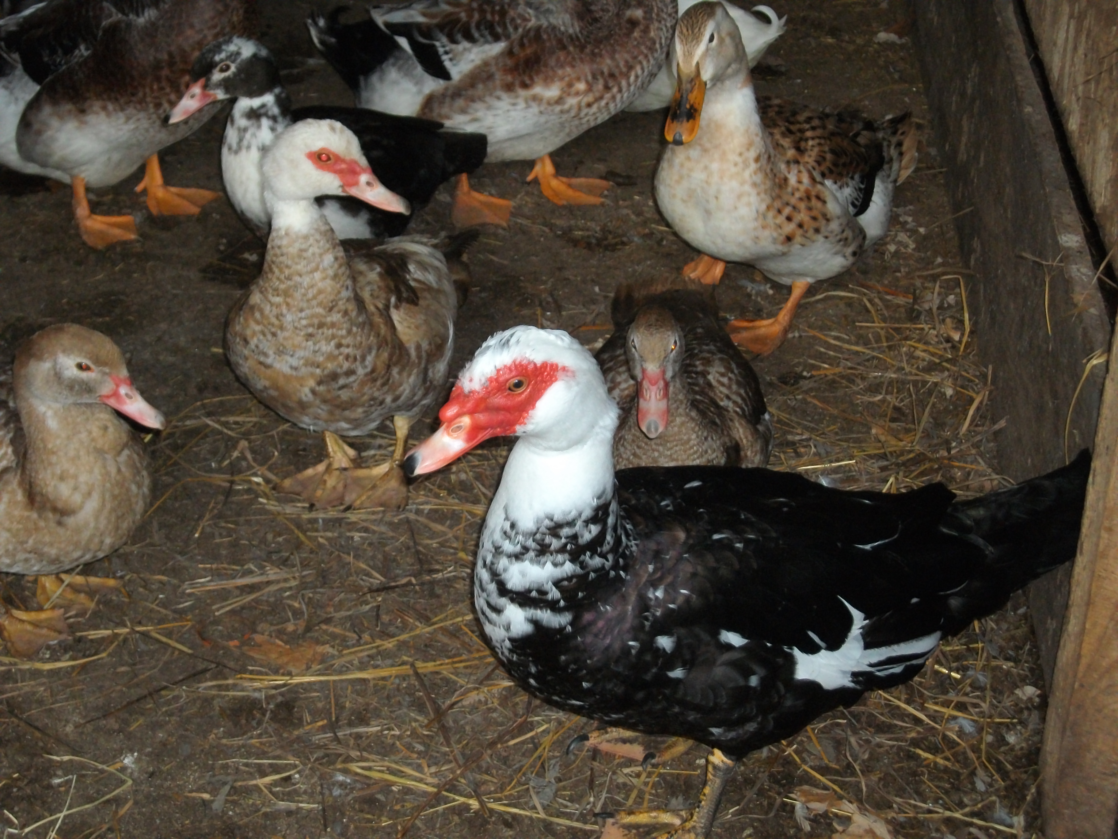 Big Daddy duck and some of his ladies